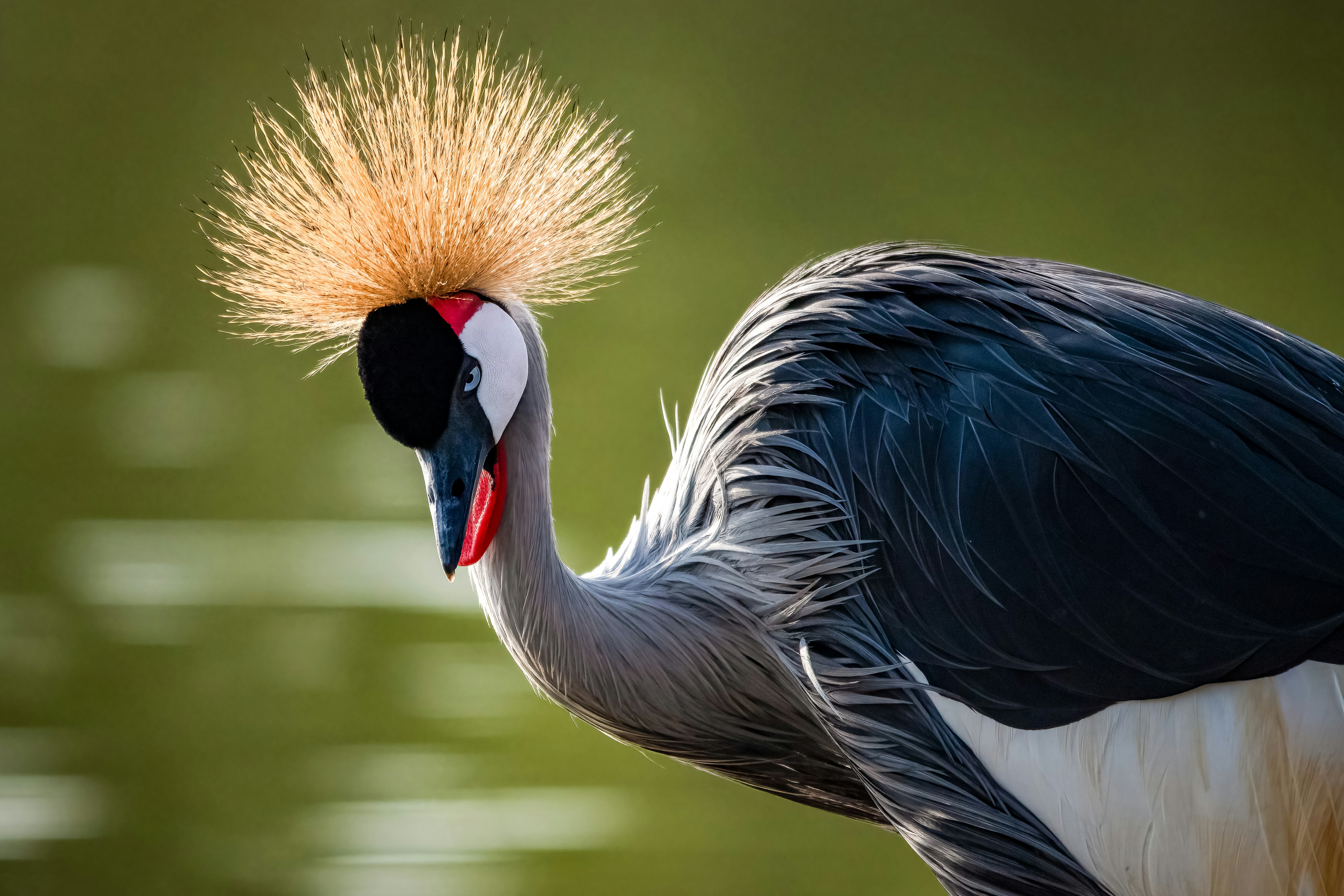 Ein grauer Kronenkranich mit einem markanten goldenen Wappen.