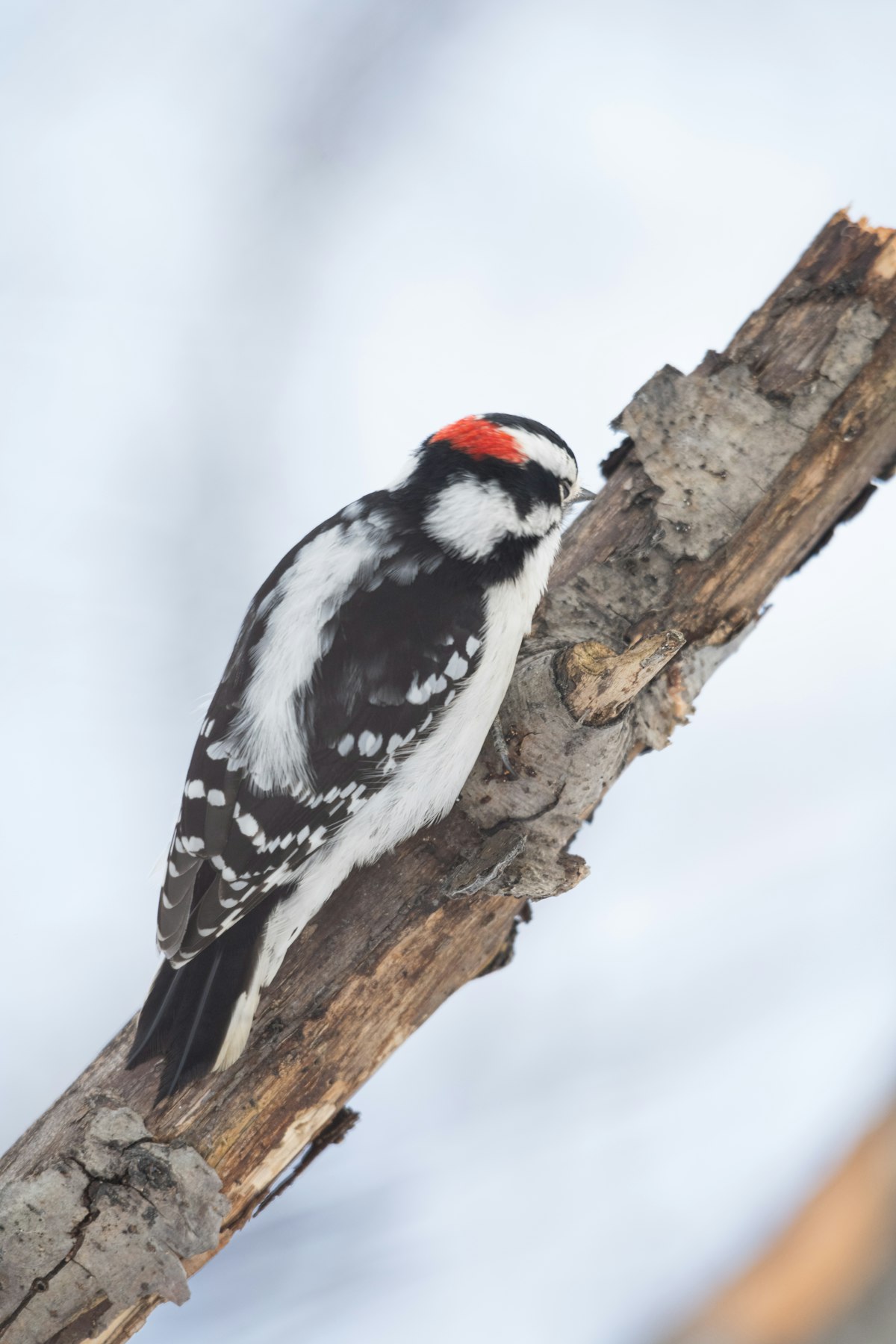 Downy woodpecker perched on a branch, a common visitor to tail-prop suet feeders