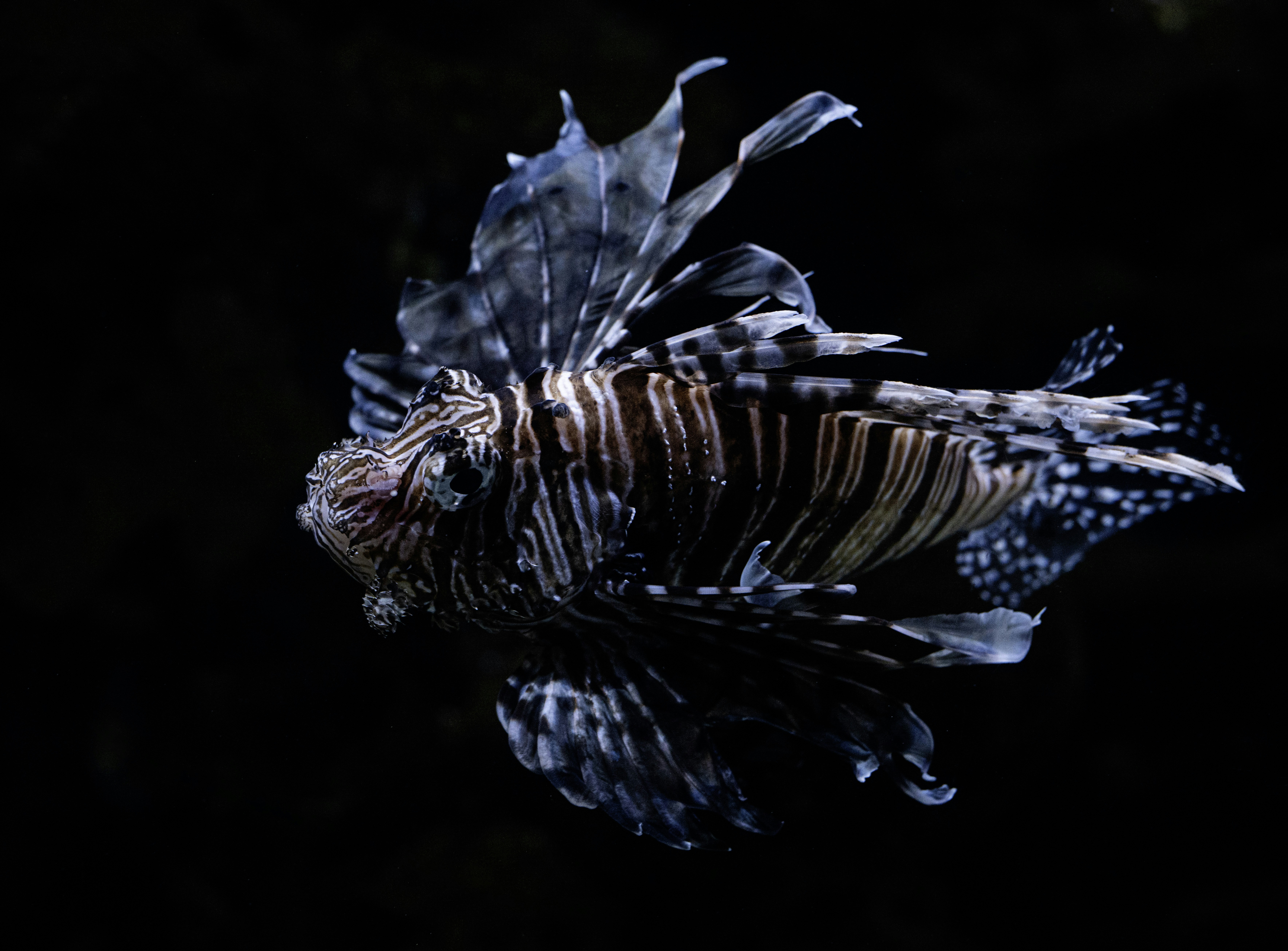 A lionfish swims in dark water.