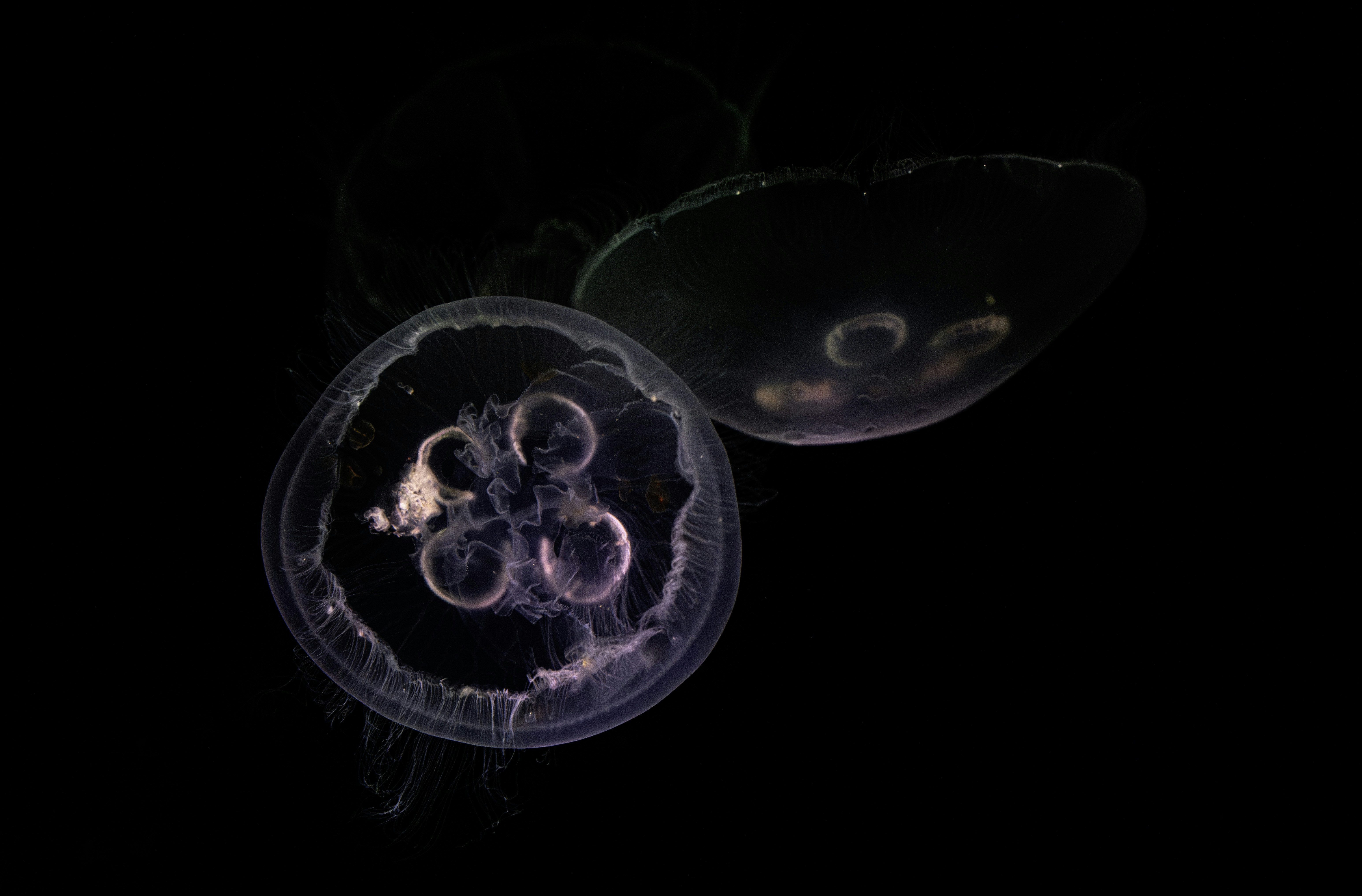 Two translucent jellyfish float in dark water.