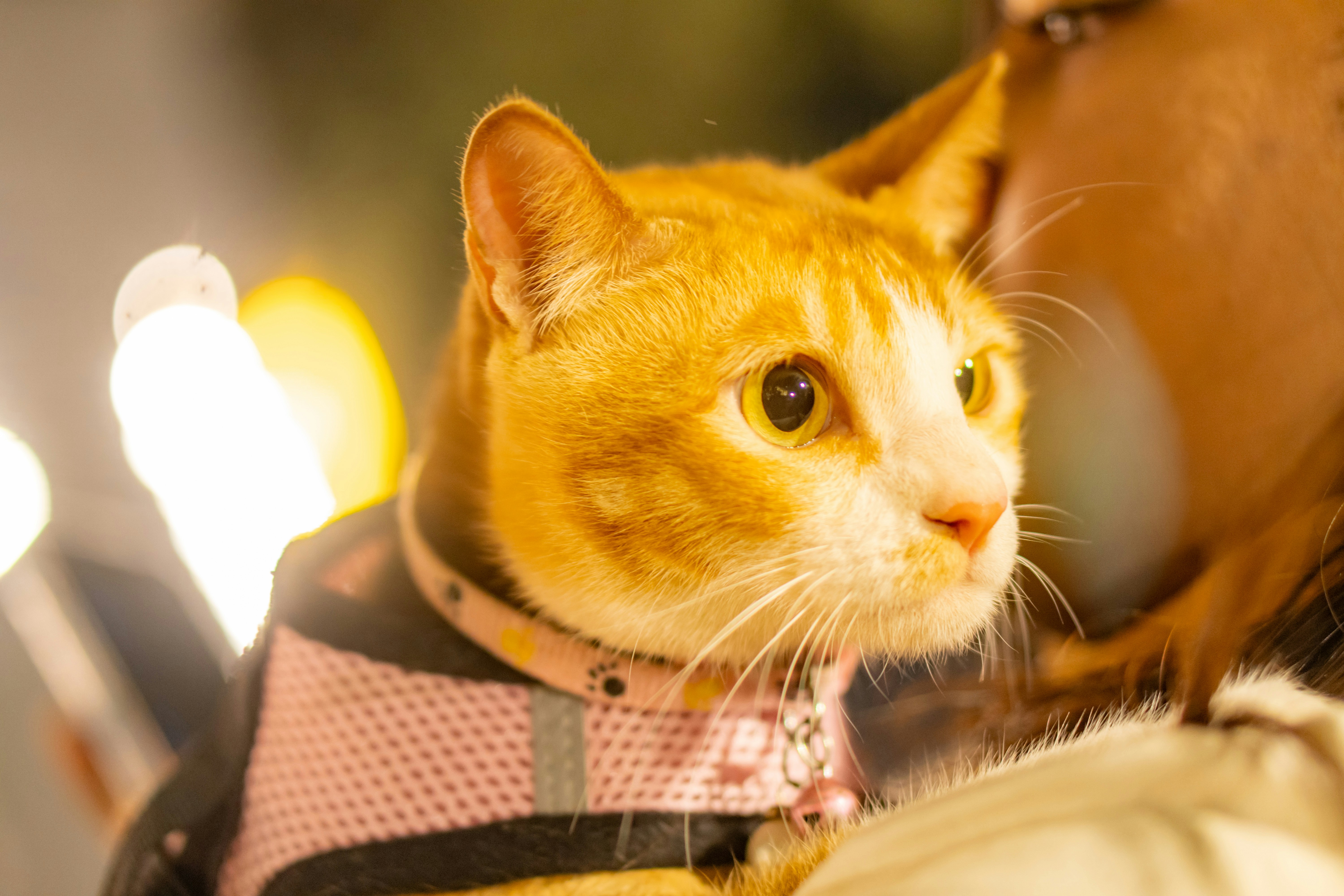 An orange tabby cat wearing a pink harness.