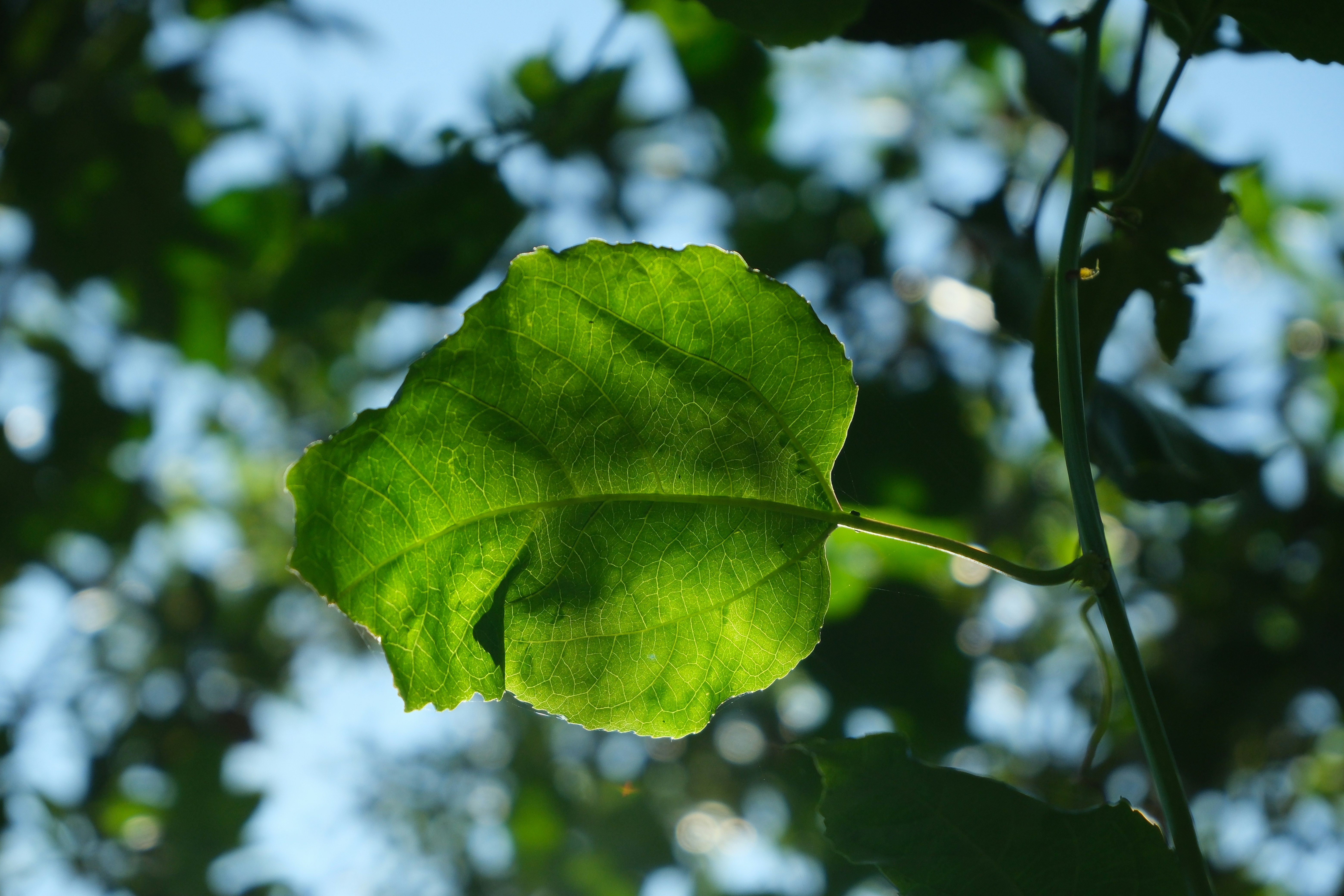 A backlit green leaf against a blurred sky.