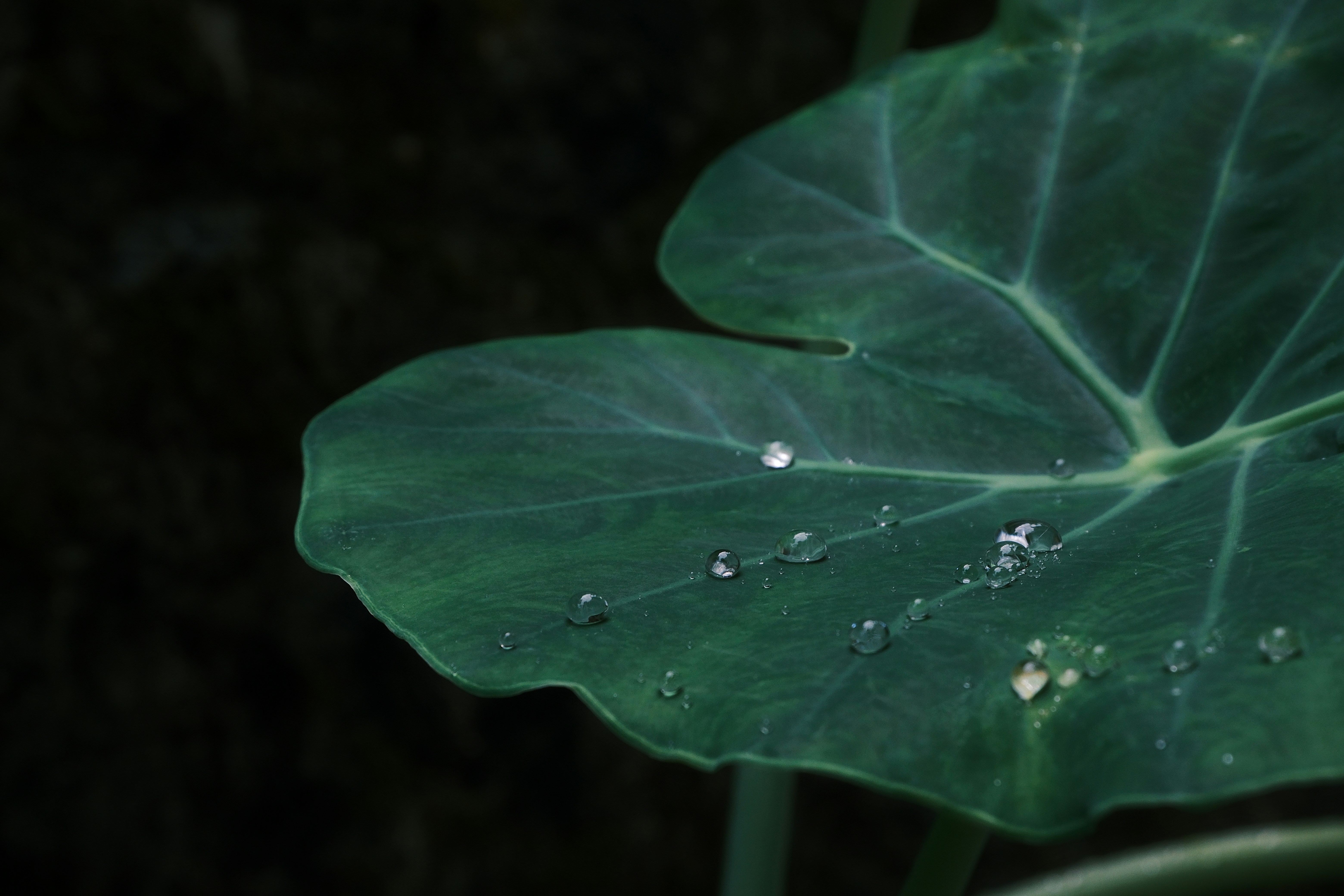 Photo by allensamthomas