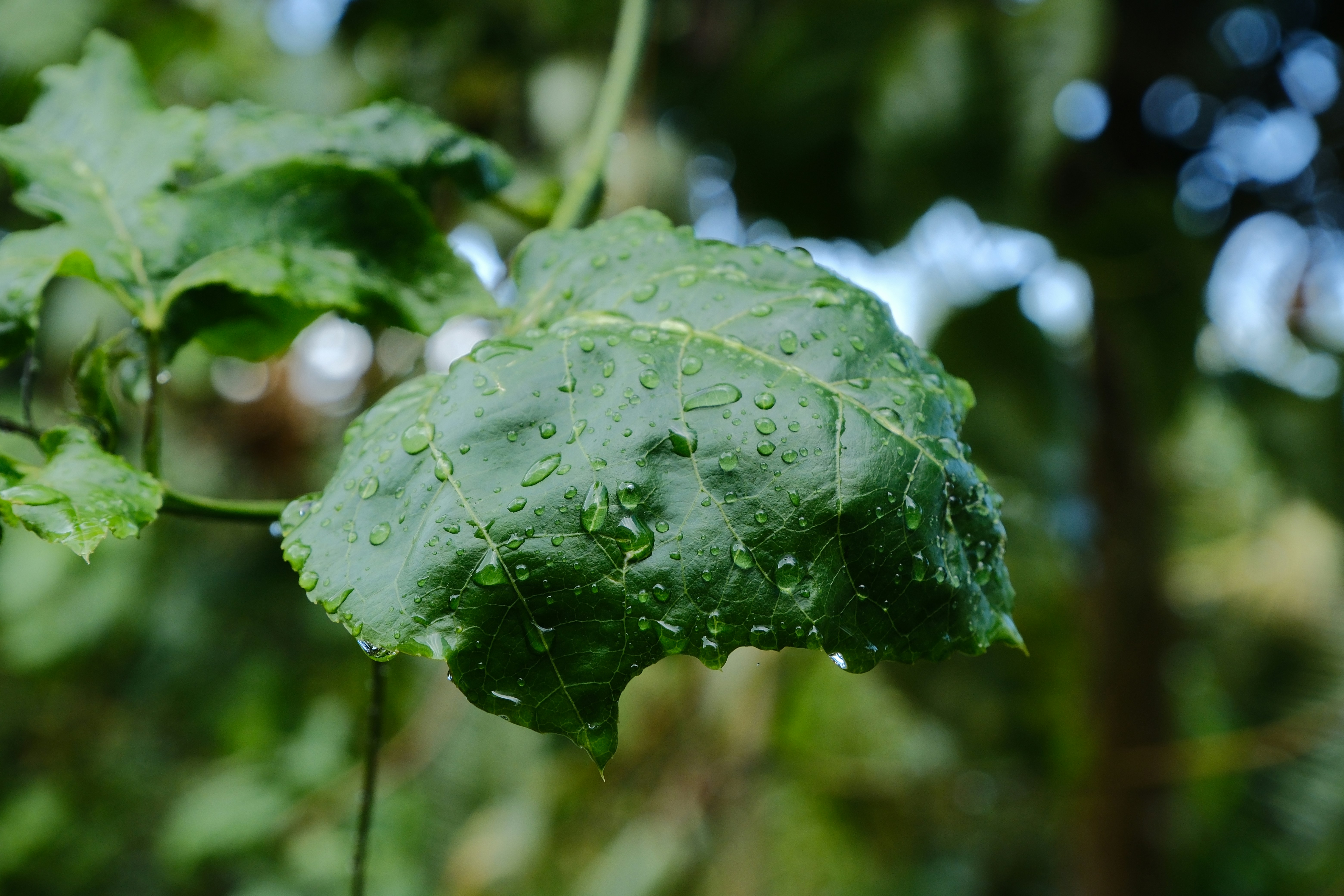 Photo by allensamthomas