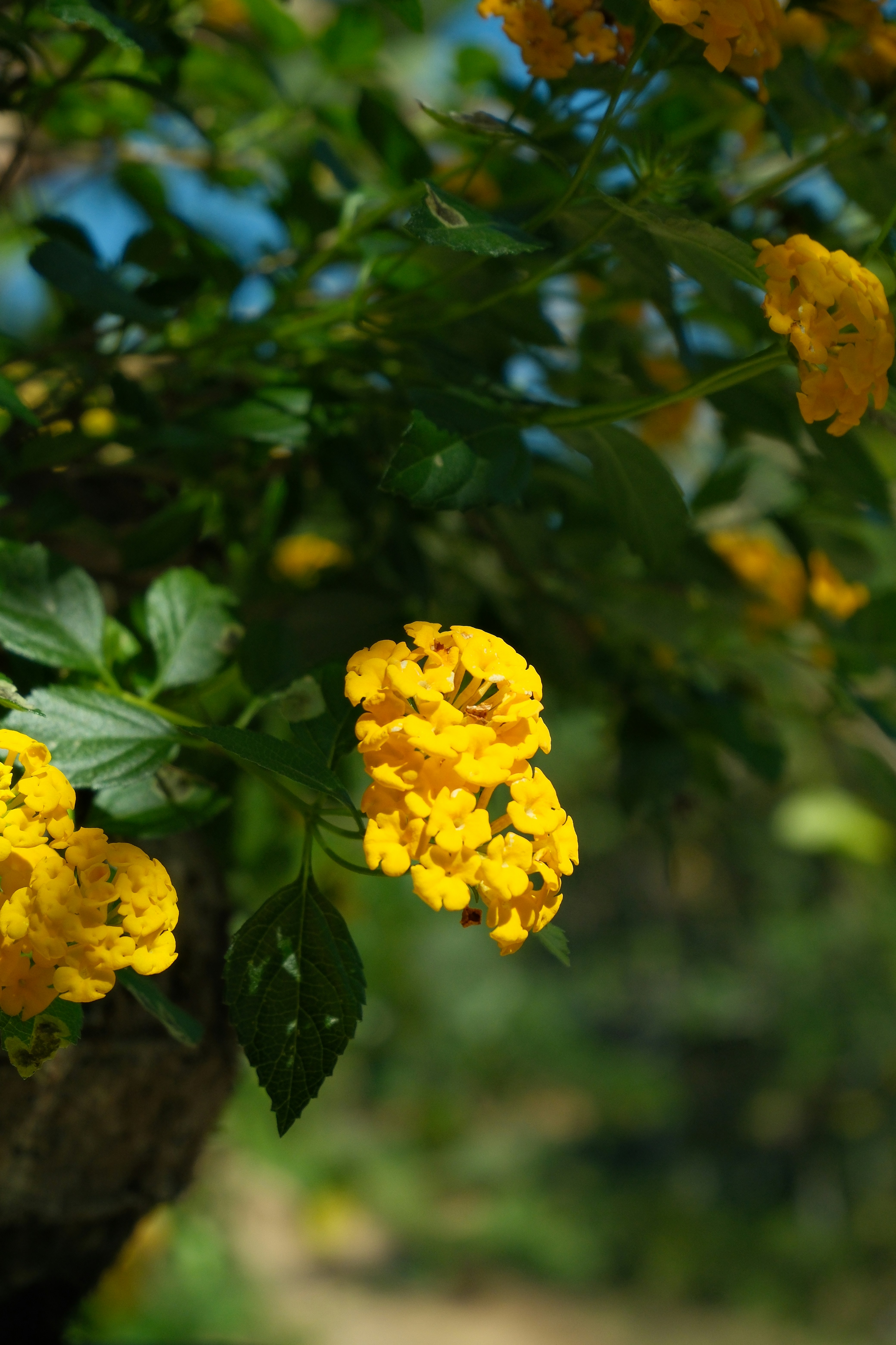 Photo by allensamthomas