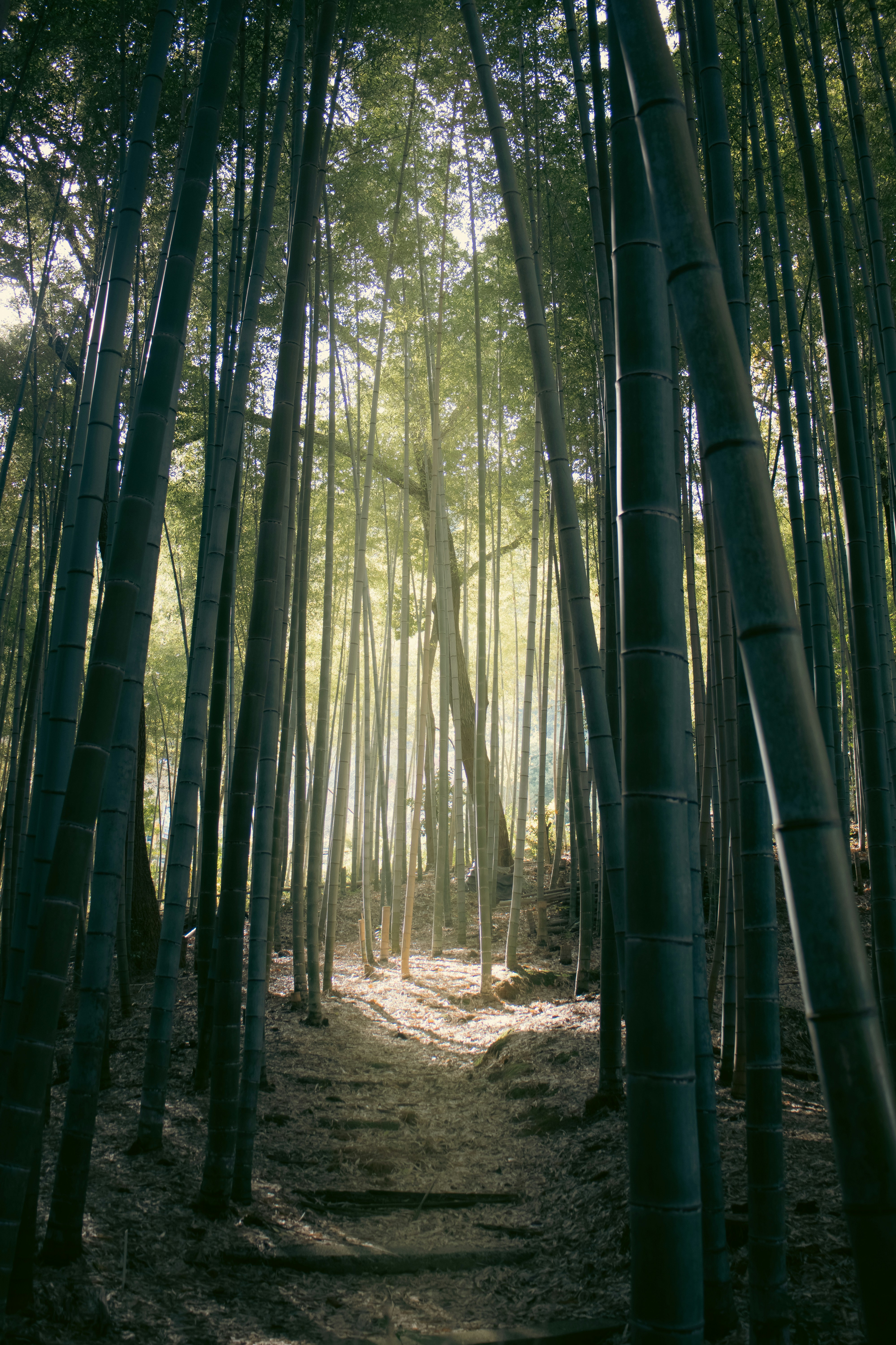 Sunlight streams through a dense bamboo forest path.
