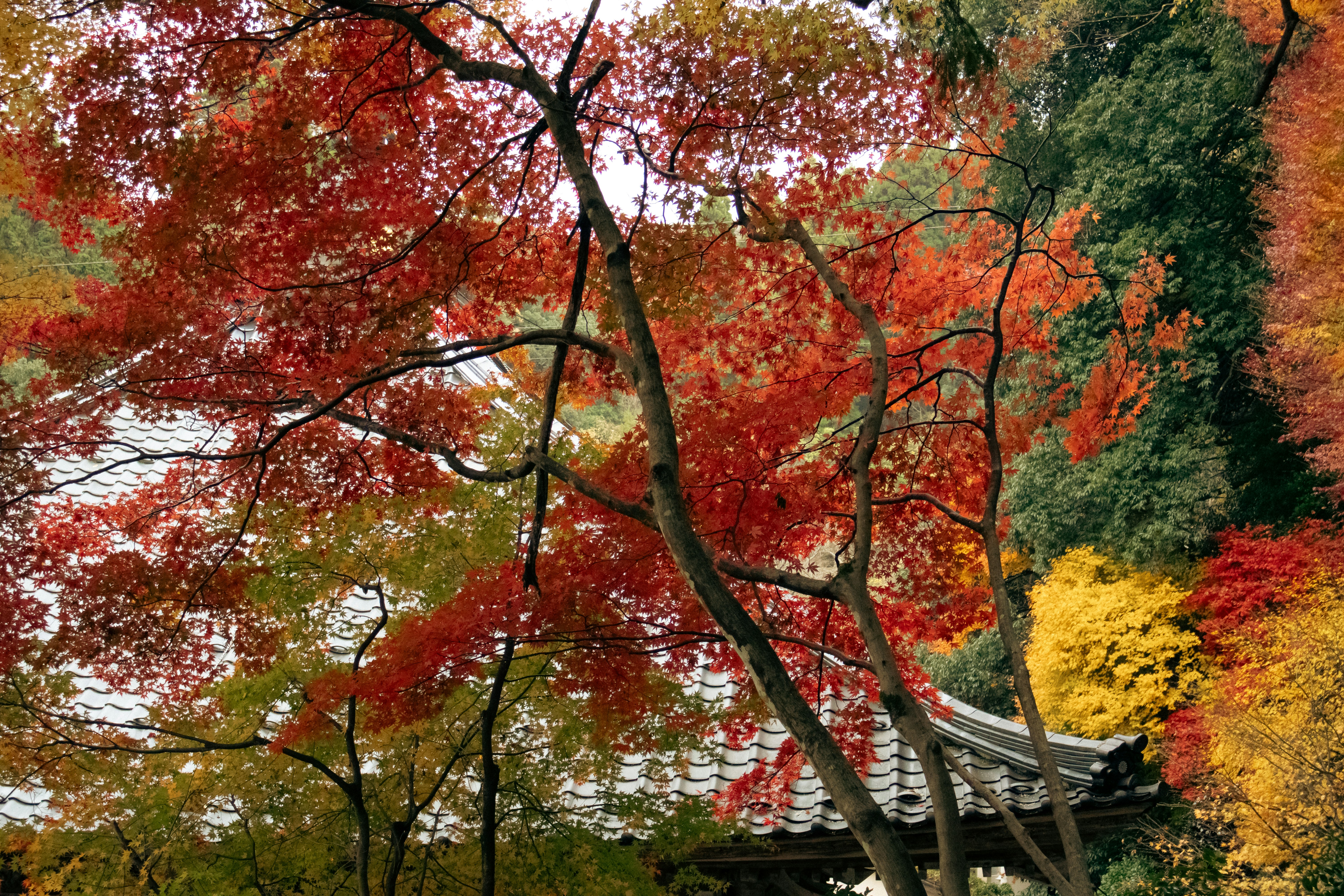 Photo by katekasiutich