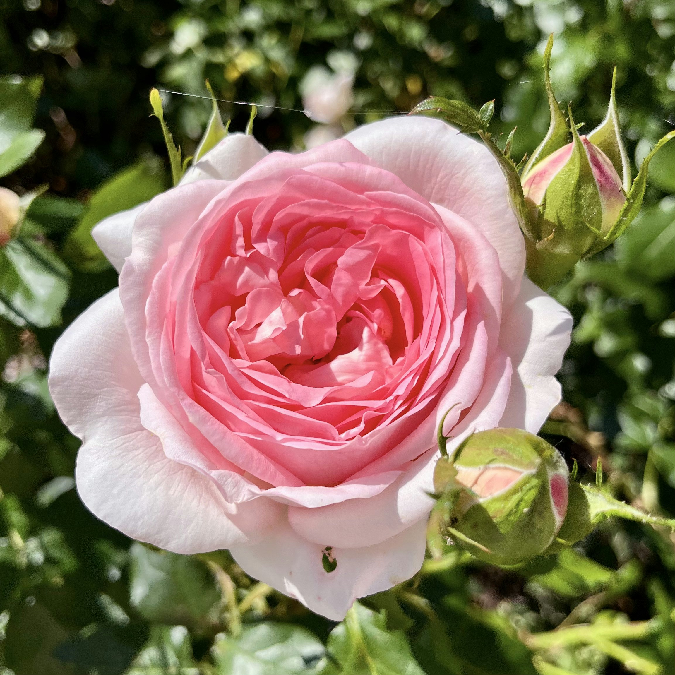 Photo by helen_zahrai