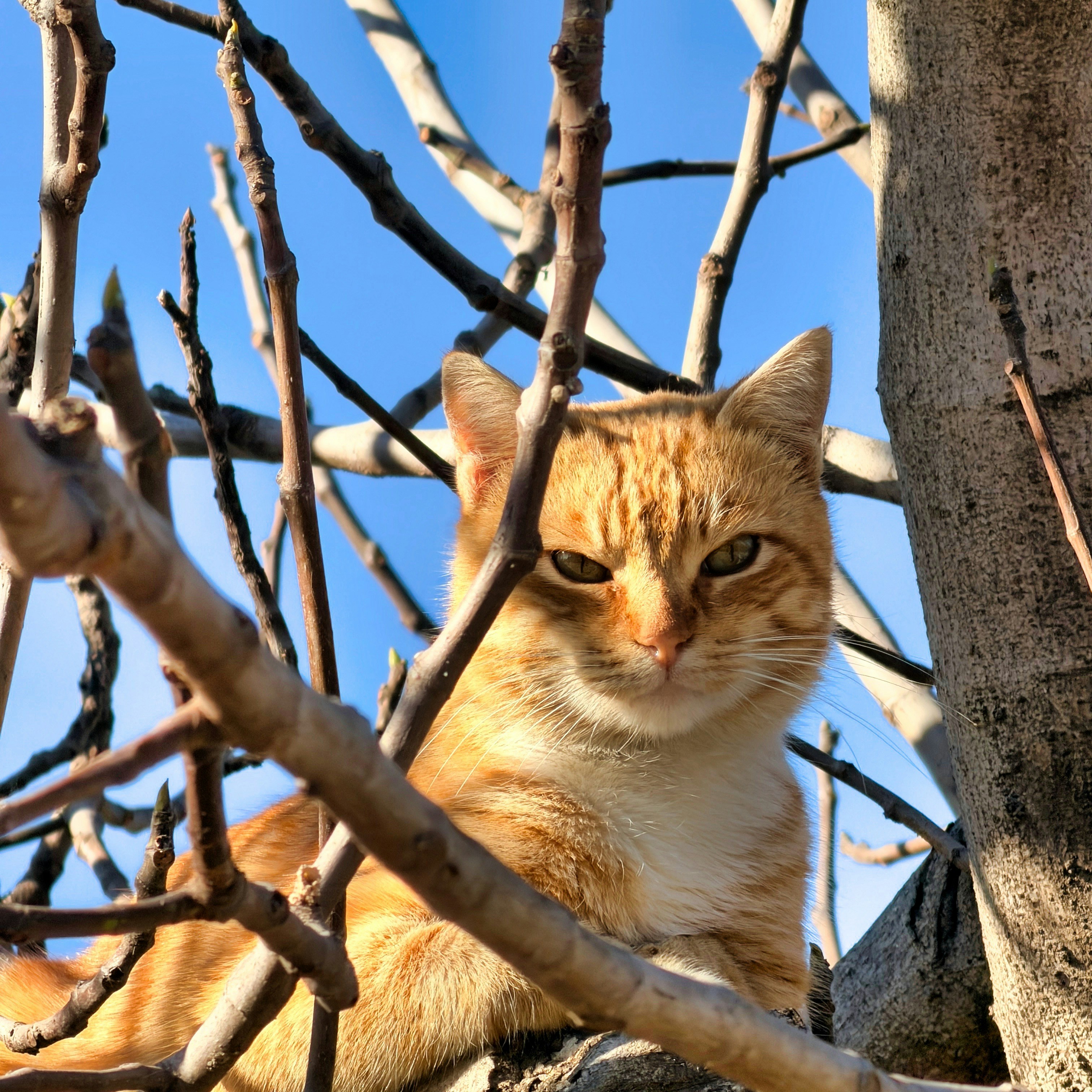 Orange cat sitting in bare tree branches