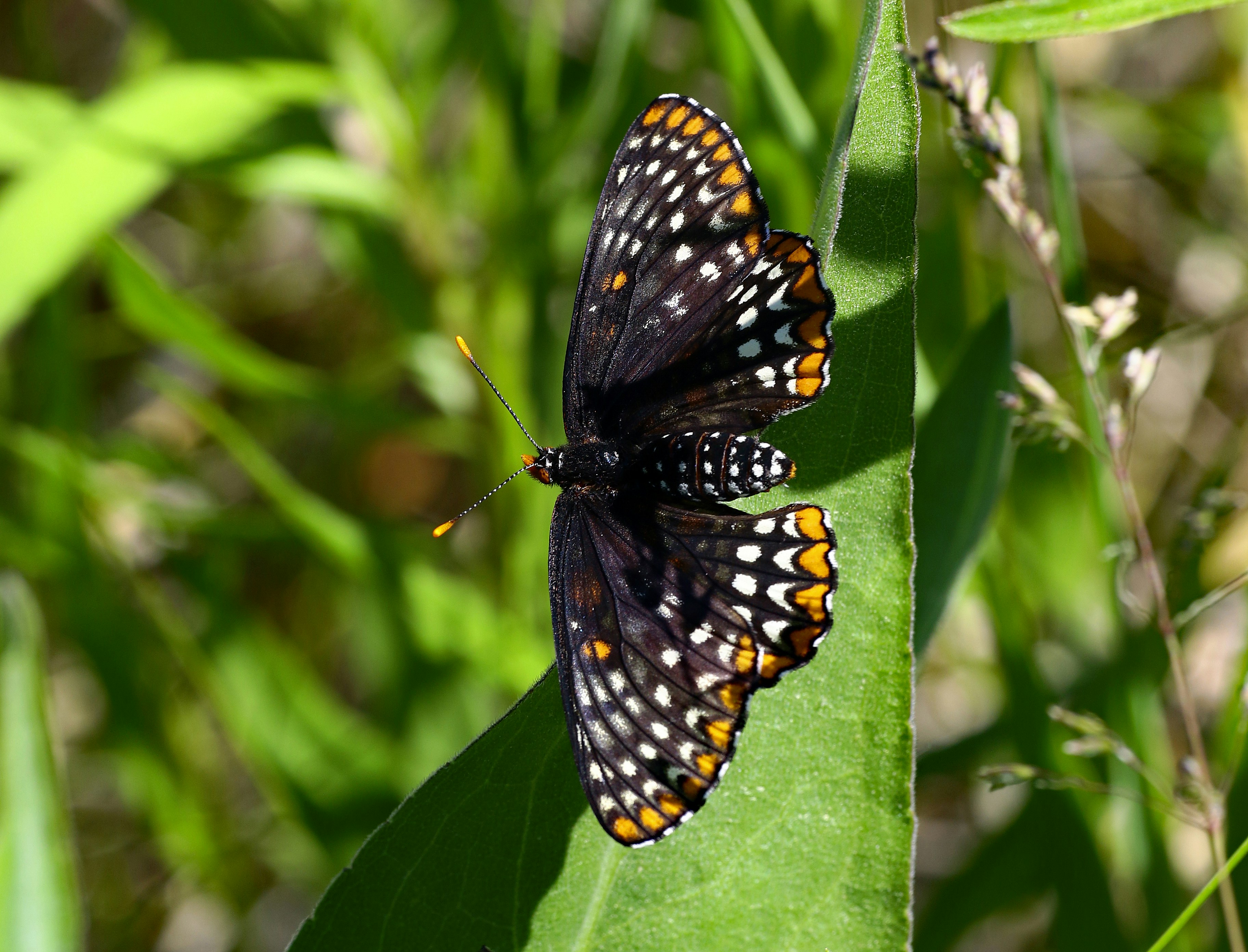 Photo by telliottmbamsc