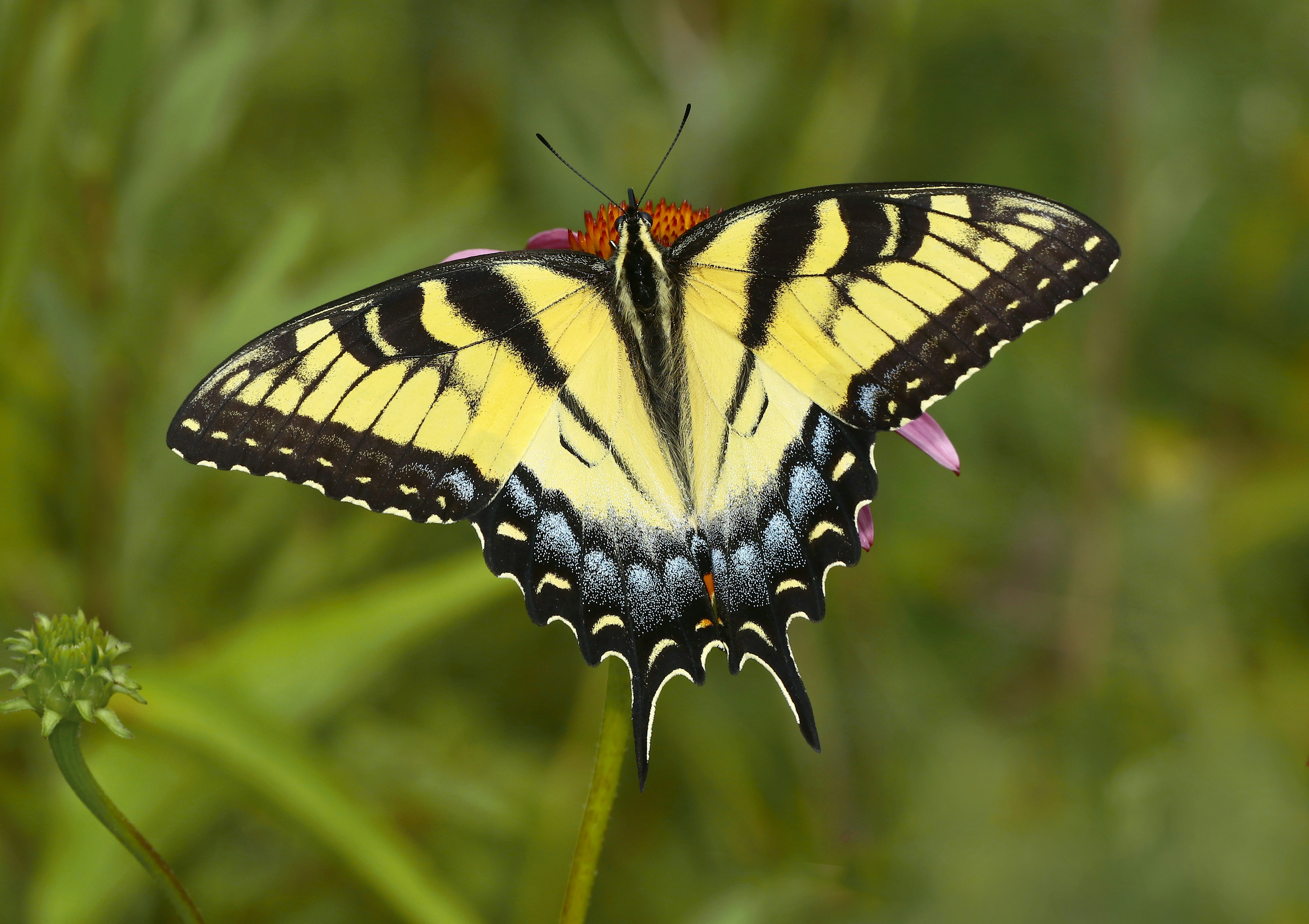 Photo by telliottmbamsc