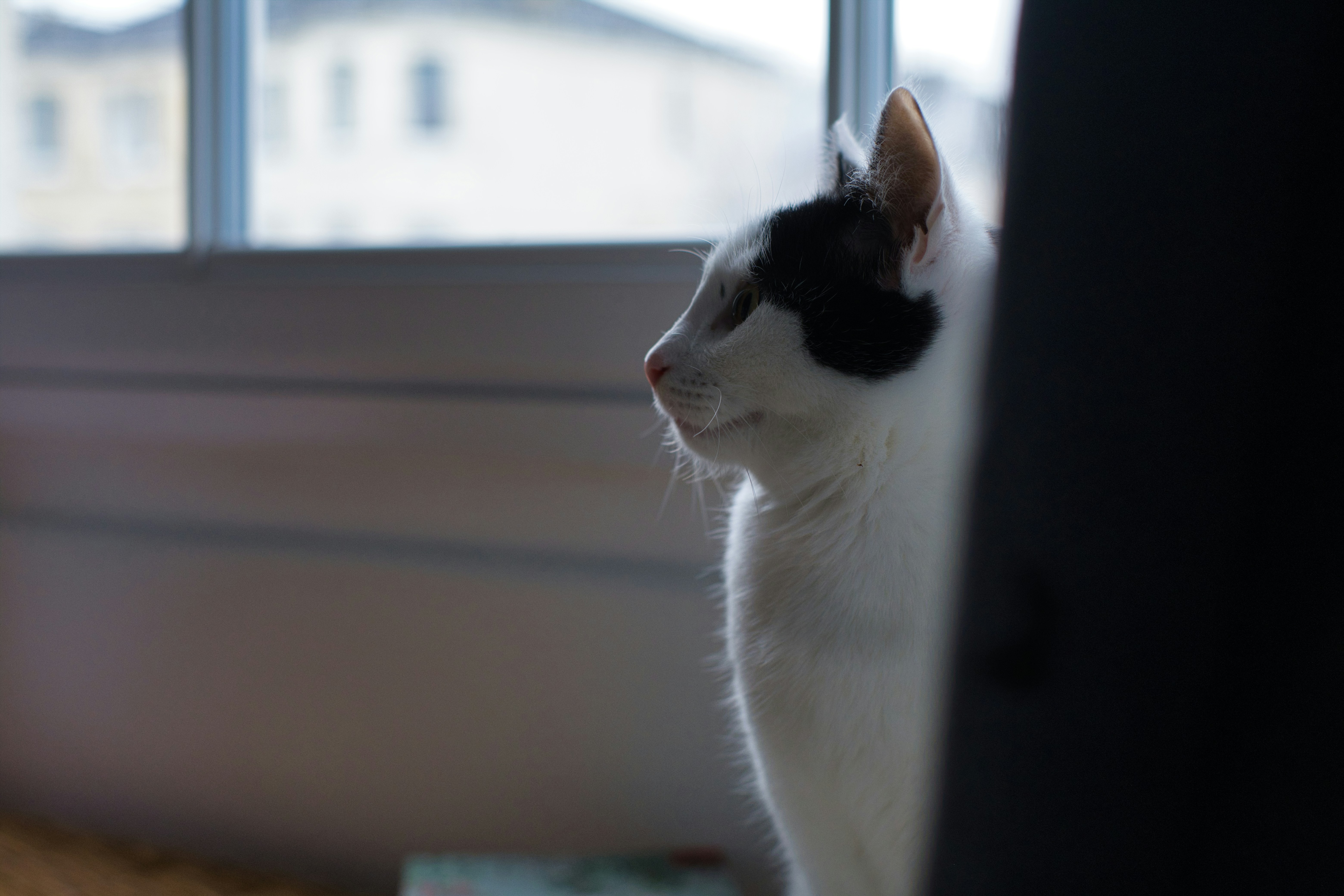 Eine schwarz-weiße Katze schaut aus dem Fenster