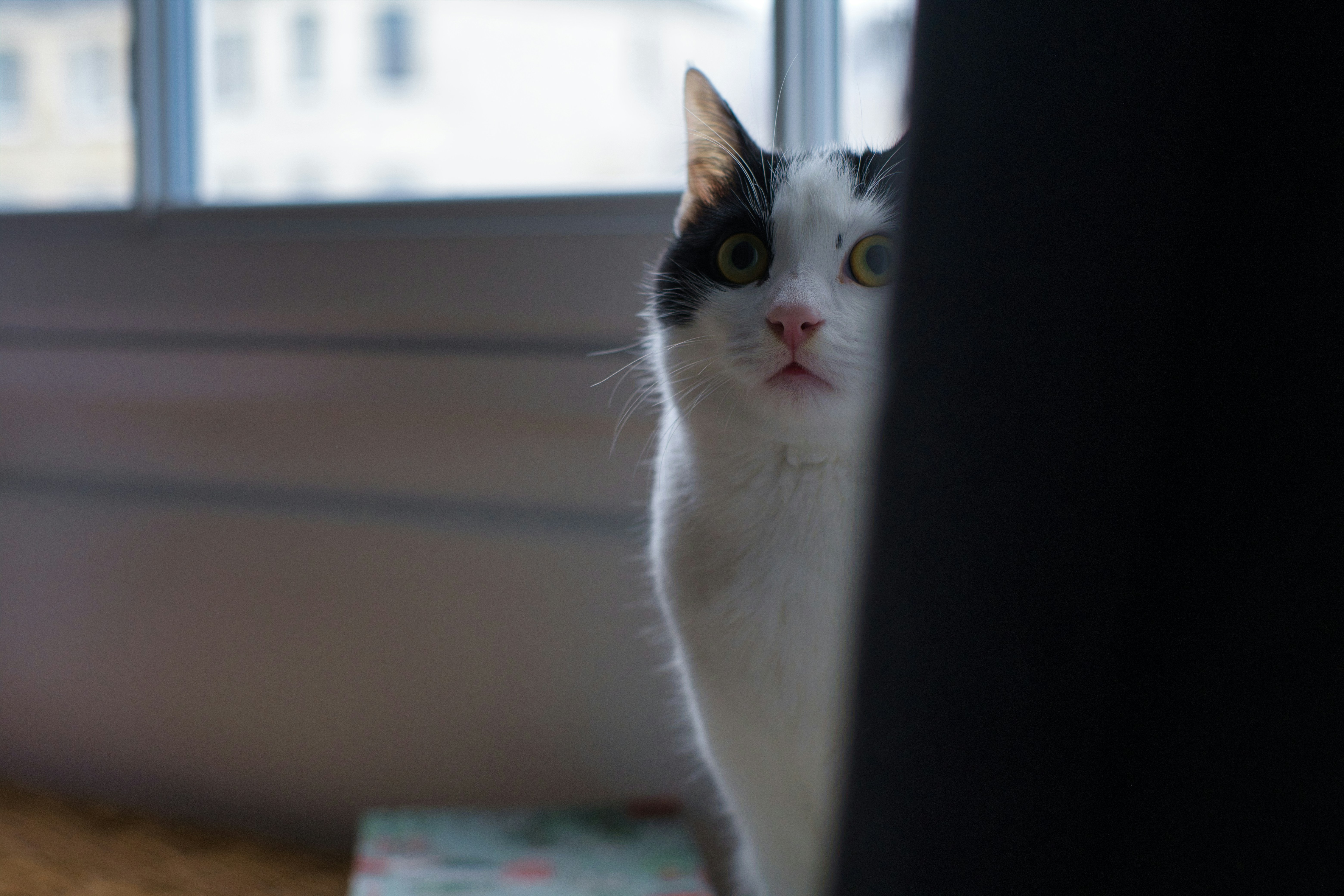 Eine schwarz-weiße Katze lugt hinter einem dunklen Vorhang.