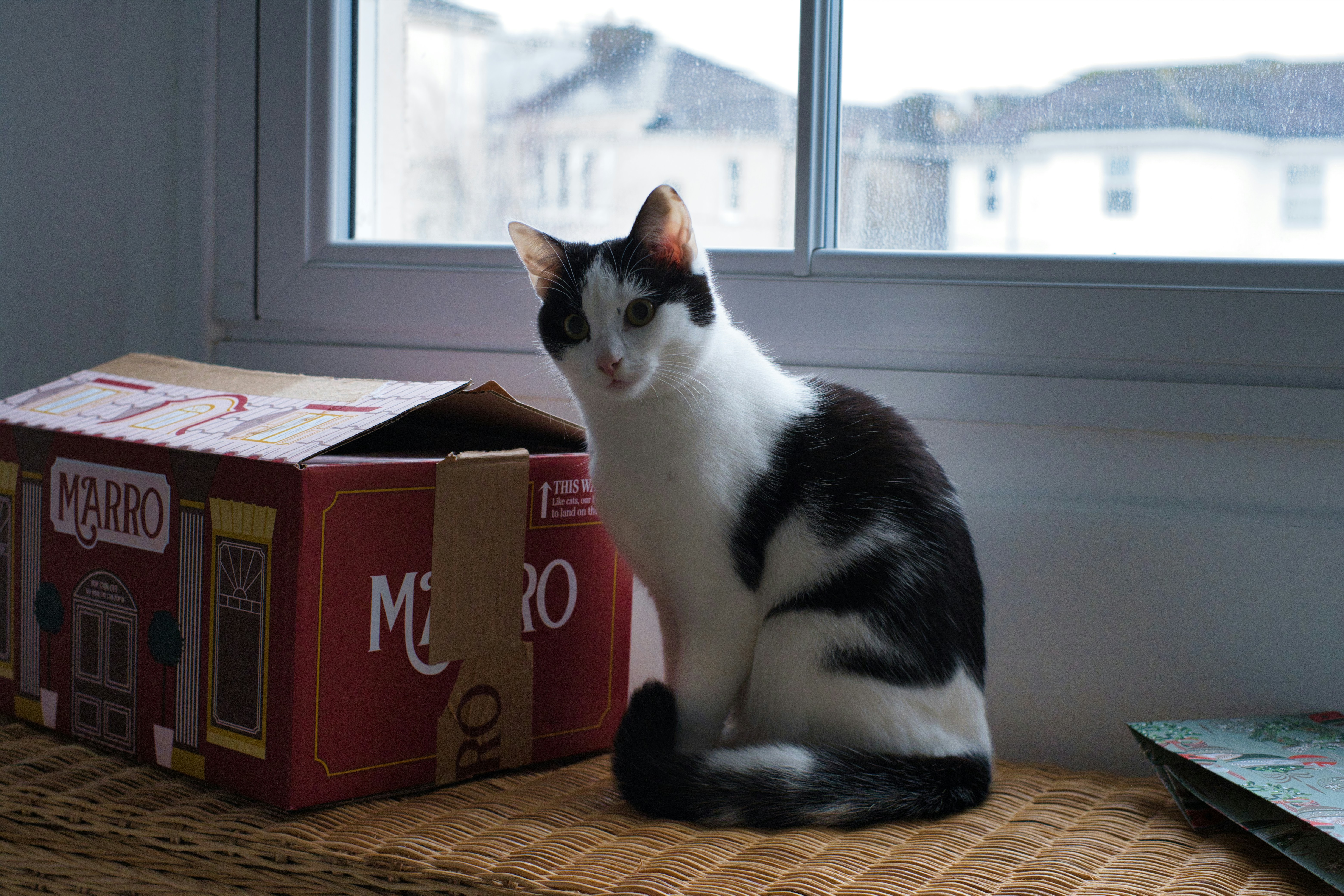 Eine schwarz-weiße Katze sitzt an einem Fenster.