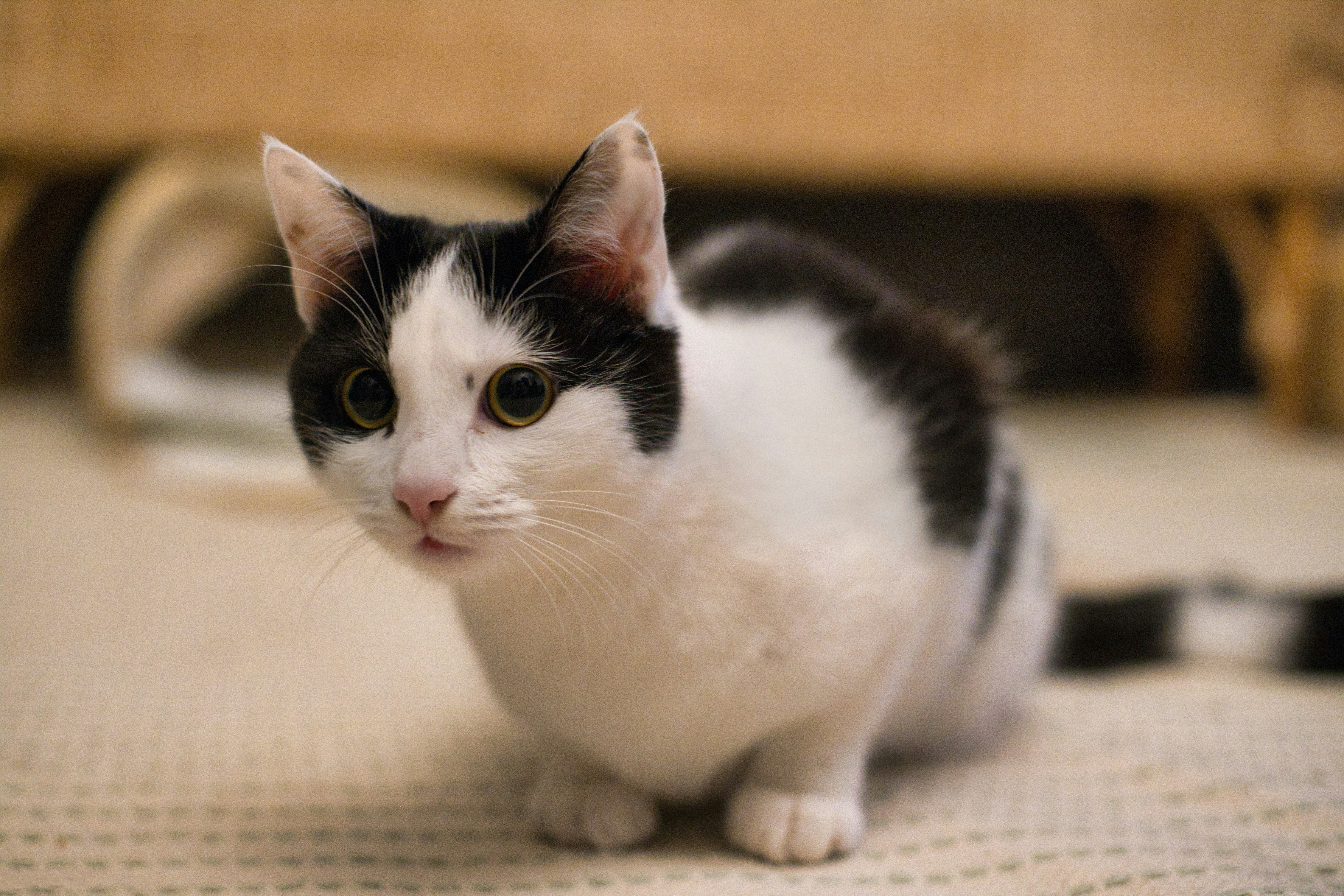 Eine schwarz-weiße Katze sitzt auf einem gemusterten Teppich.