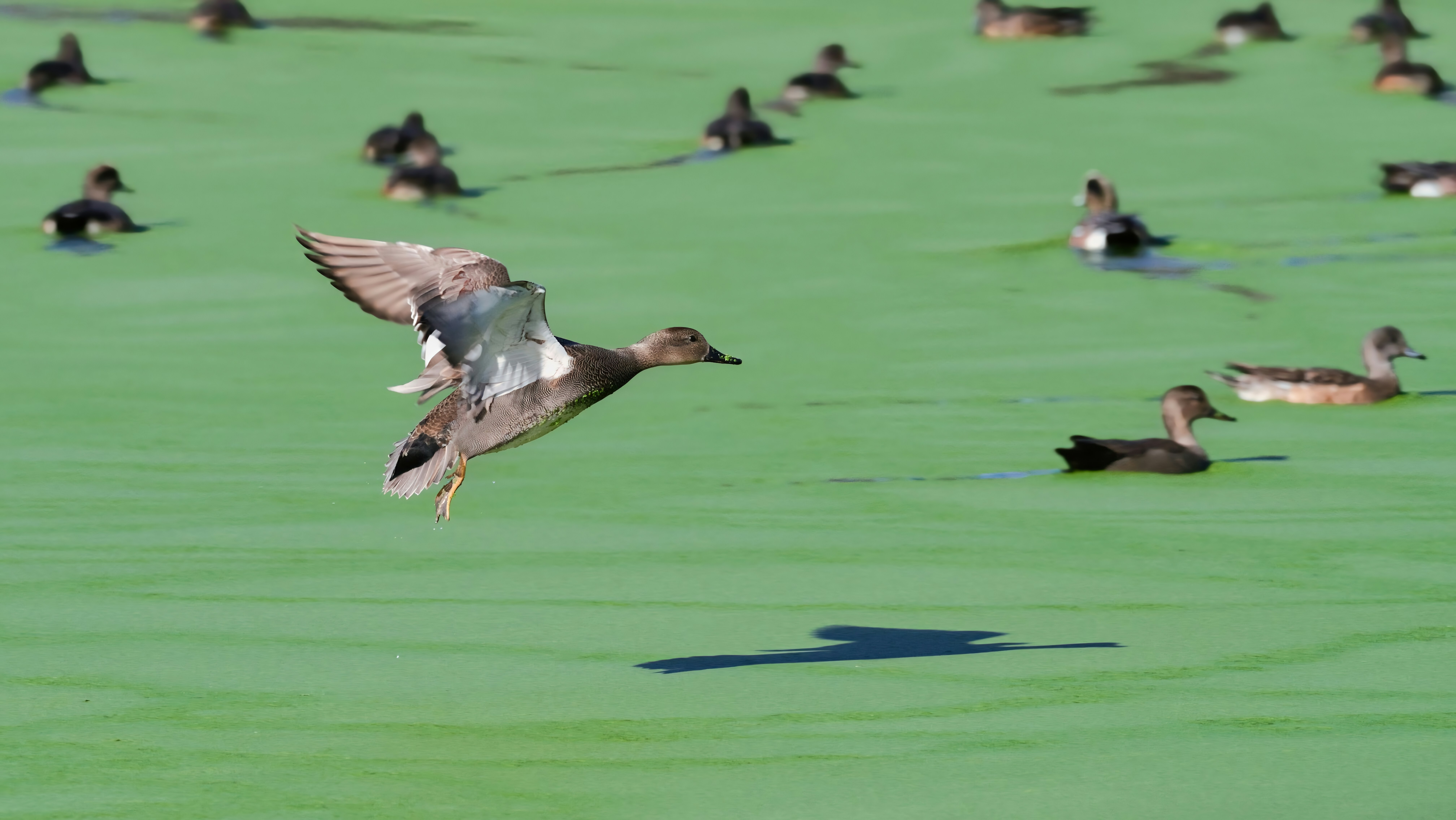 오리가 다른 오리들과 함께 연못 위를 날아오릅니다.