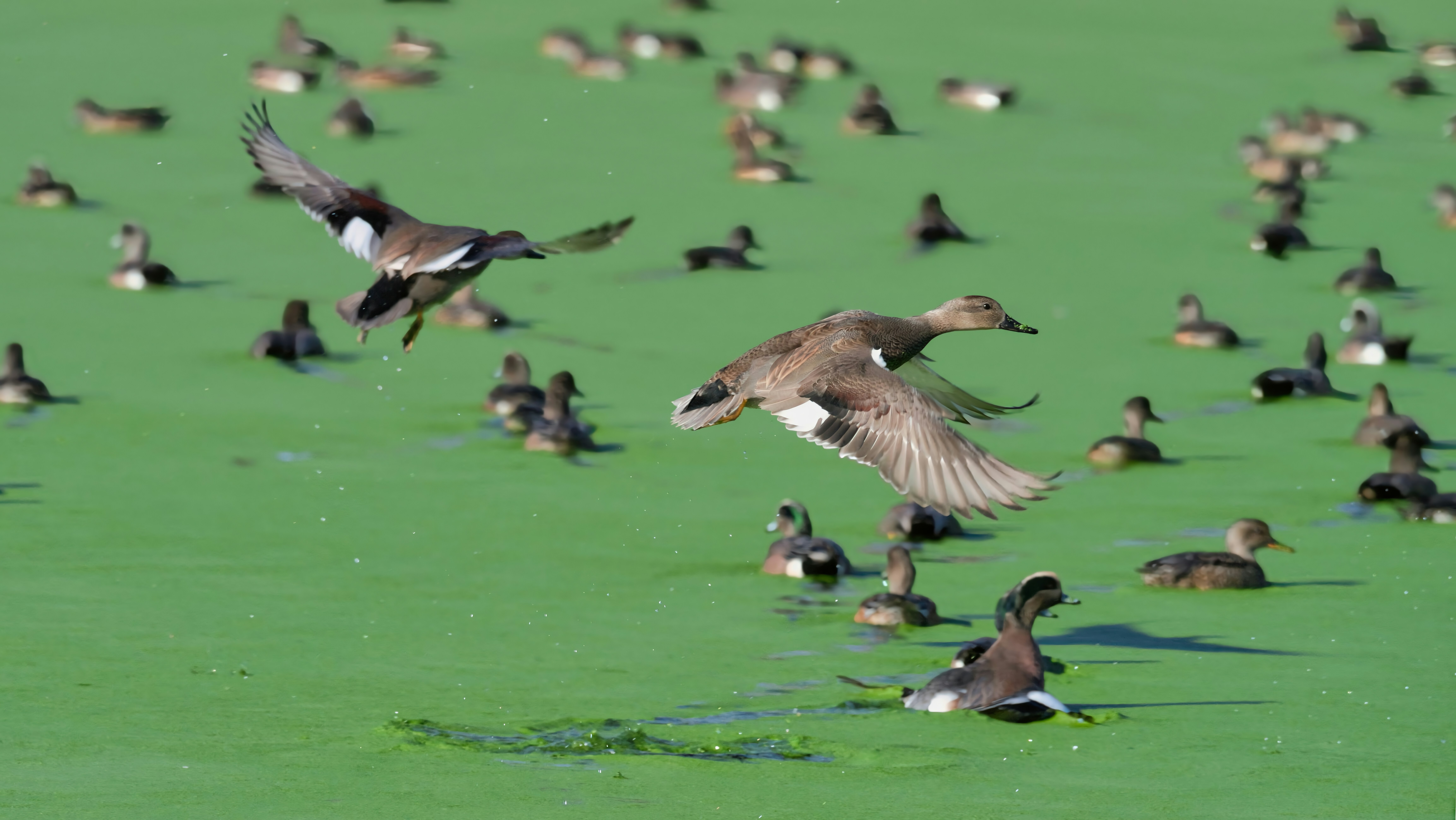 오리들이 푸른 조류로 덮인 연못 위를 날아다니고 있습니다