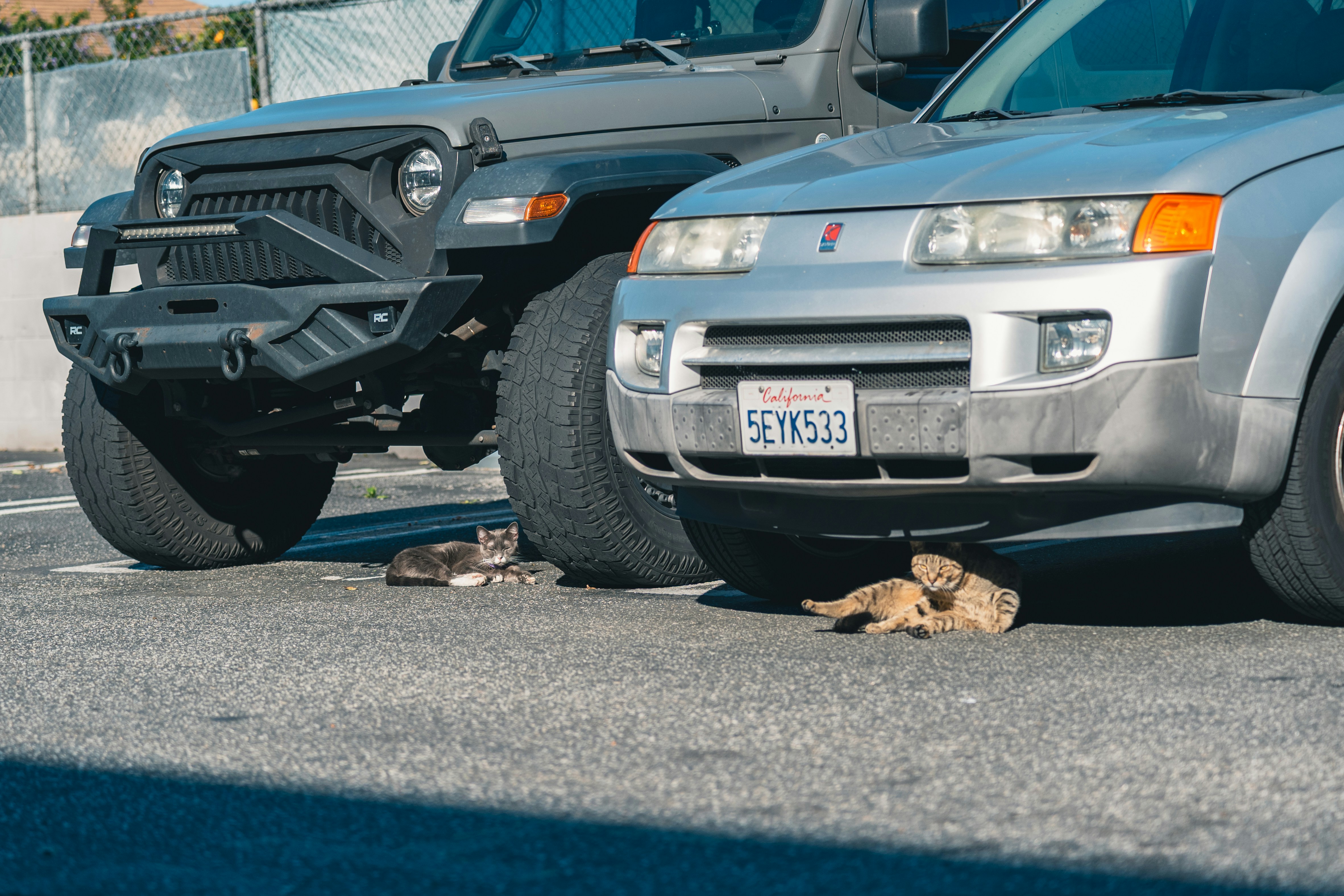Dois gatos descansam sob carros estacionados no asfalto
