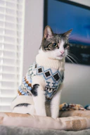 A cat wearing a patterned sweater sits indoors.