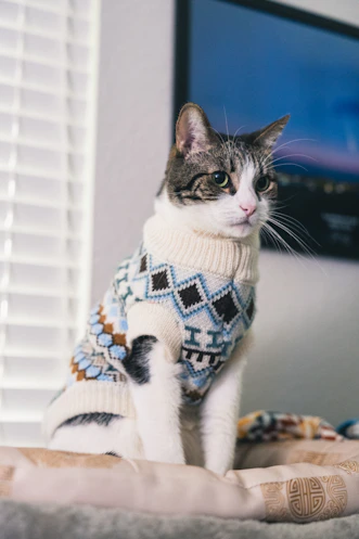 A cat wearing a patterned sweater sits indoors.