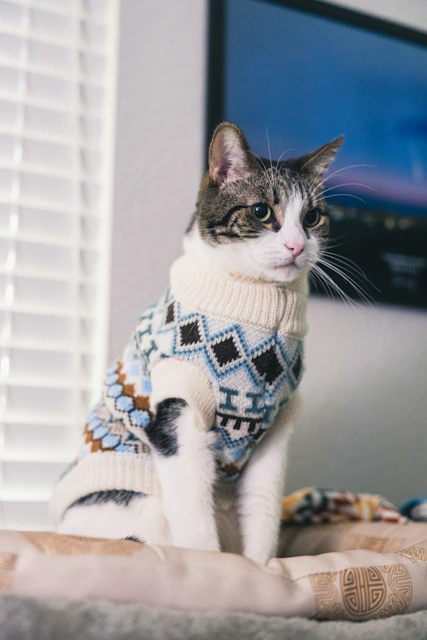 Un gato con un suéter estampado está sentado en el interior.
