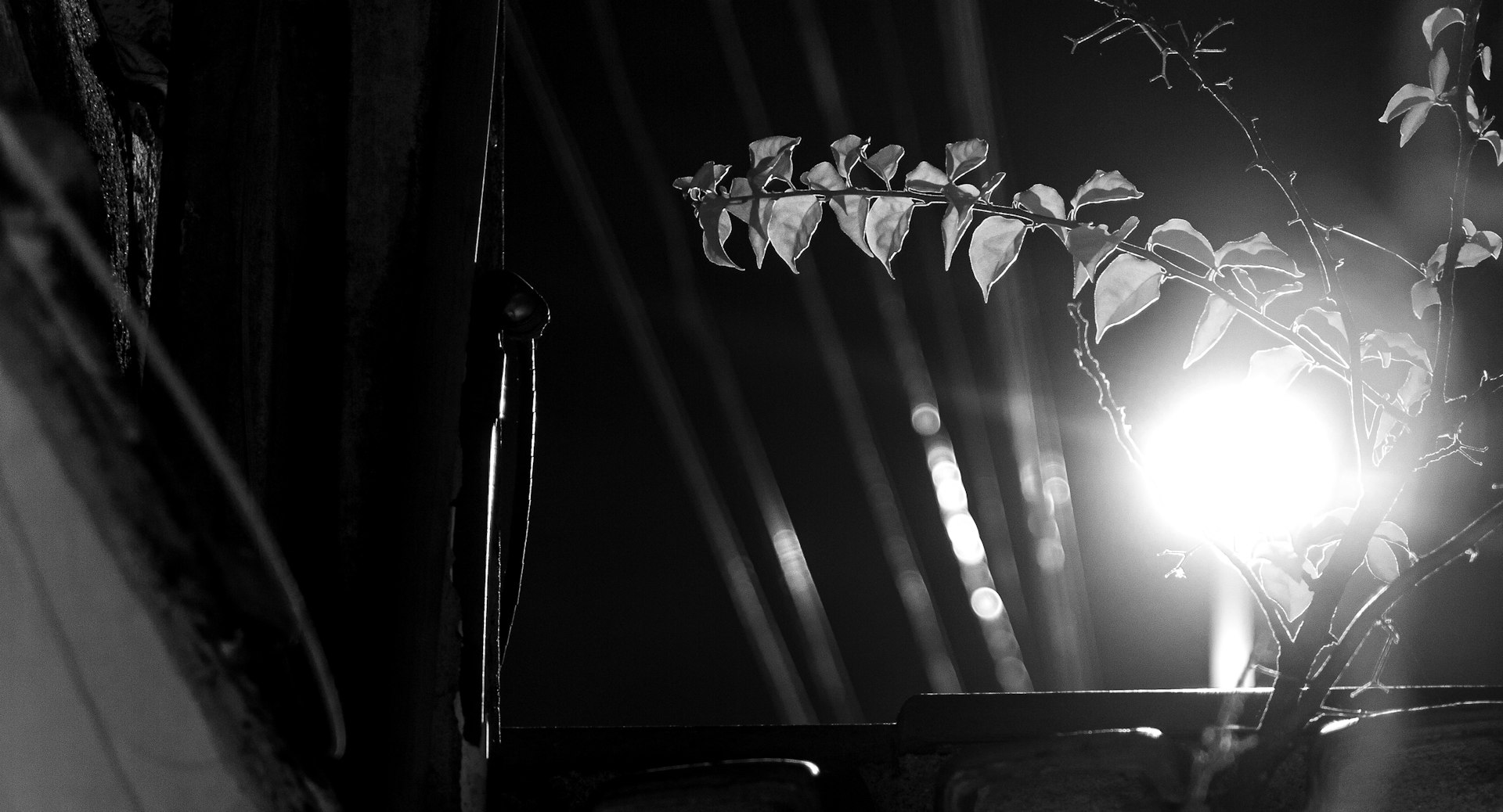 A bright light shines through delicate leaves at night.