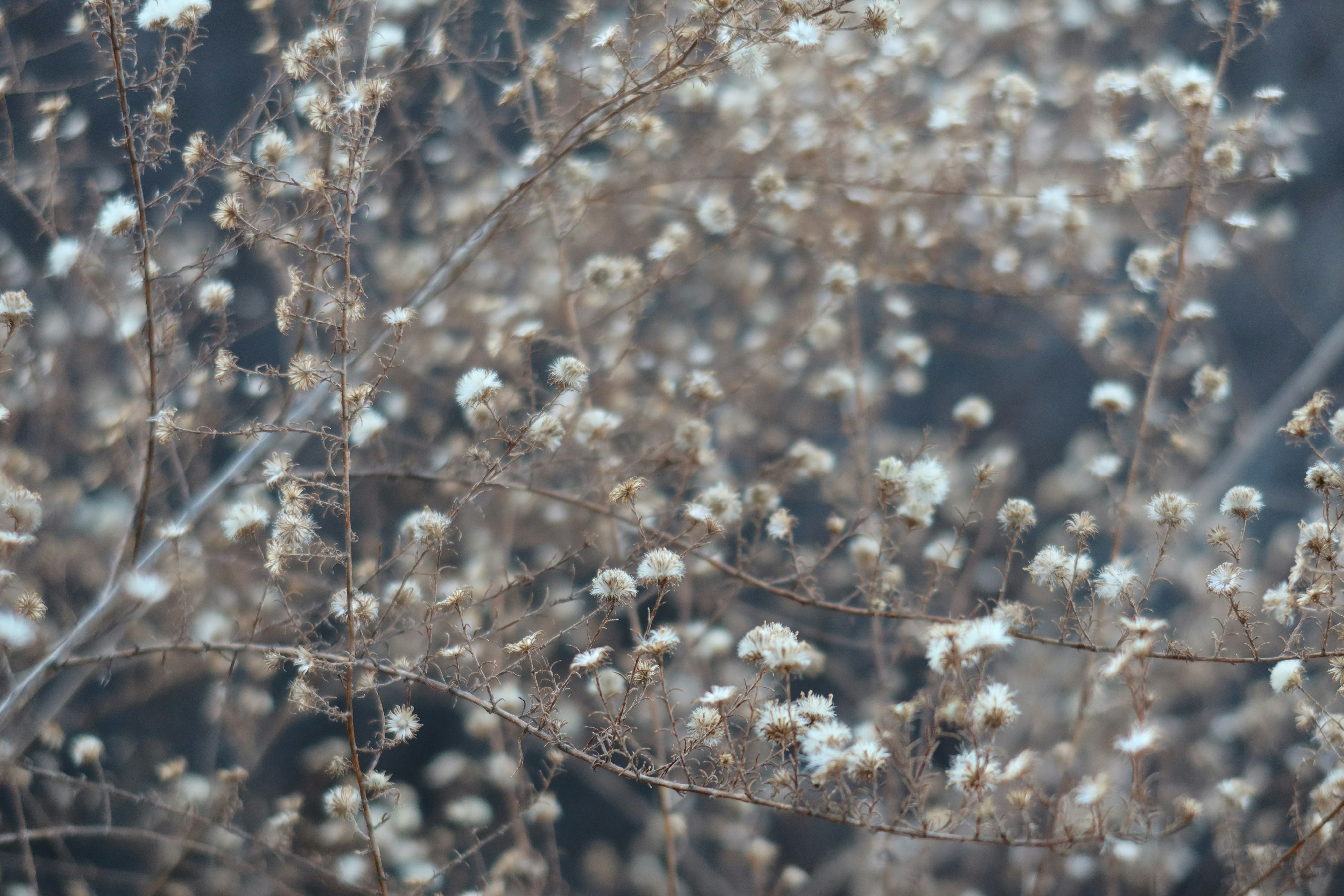 Photo by shakefuguhokkeuni