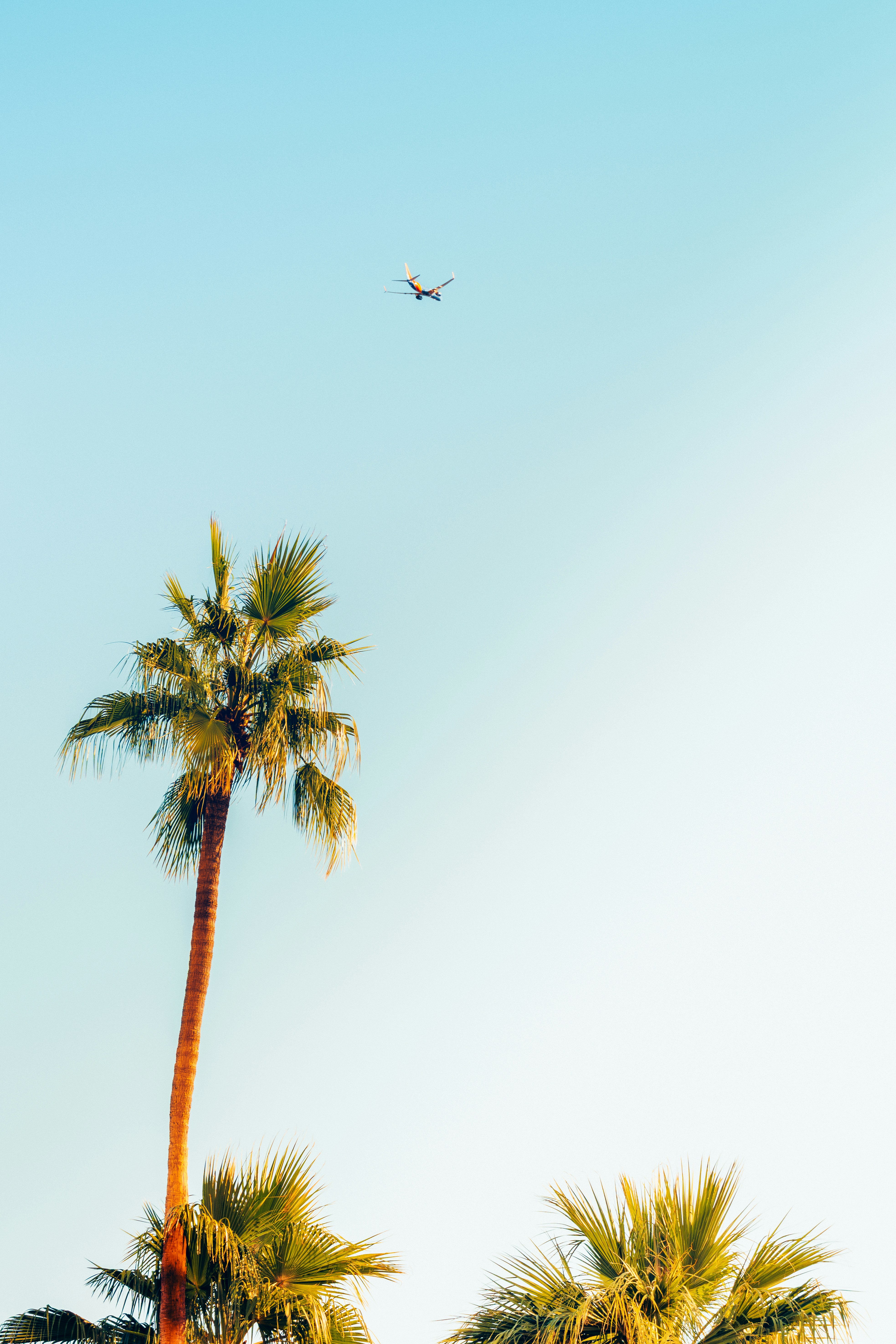 Airplane flying in clear sky over palm trees