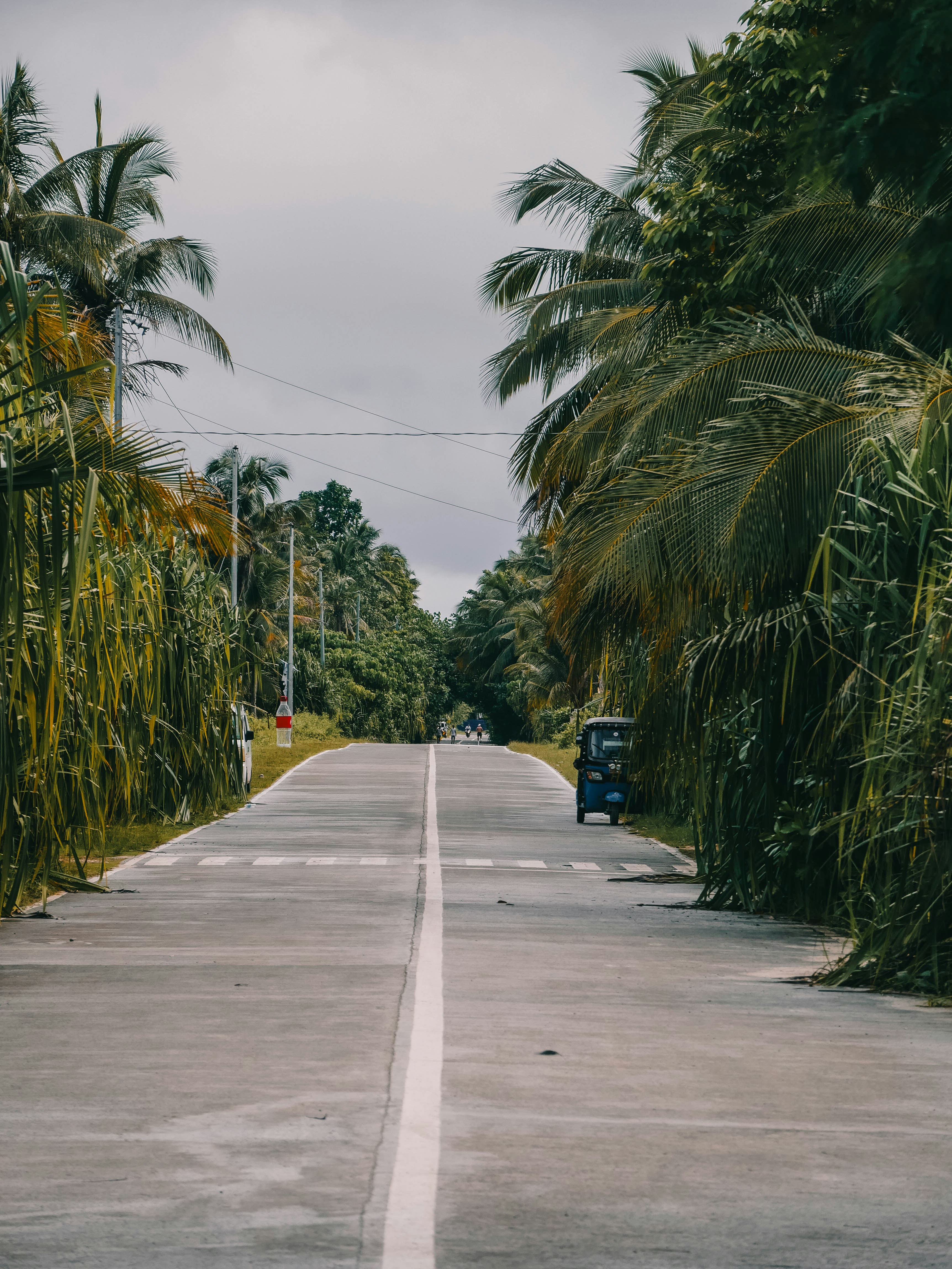 A paved road lined with lush green tropical foliage.