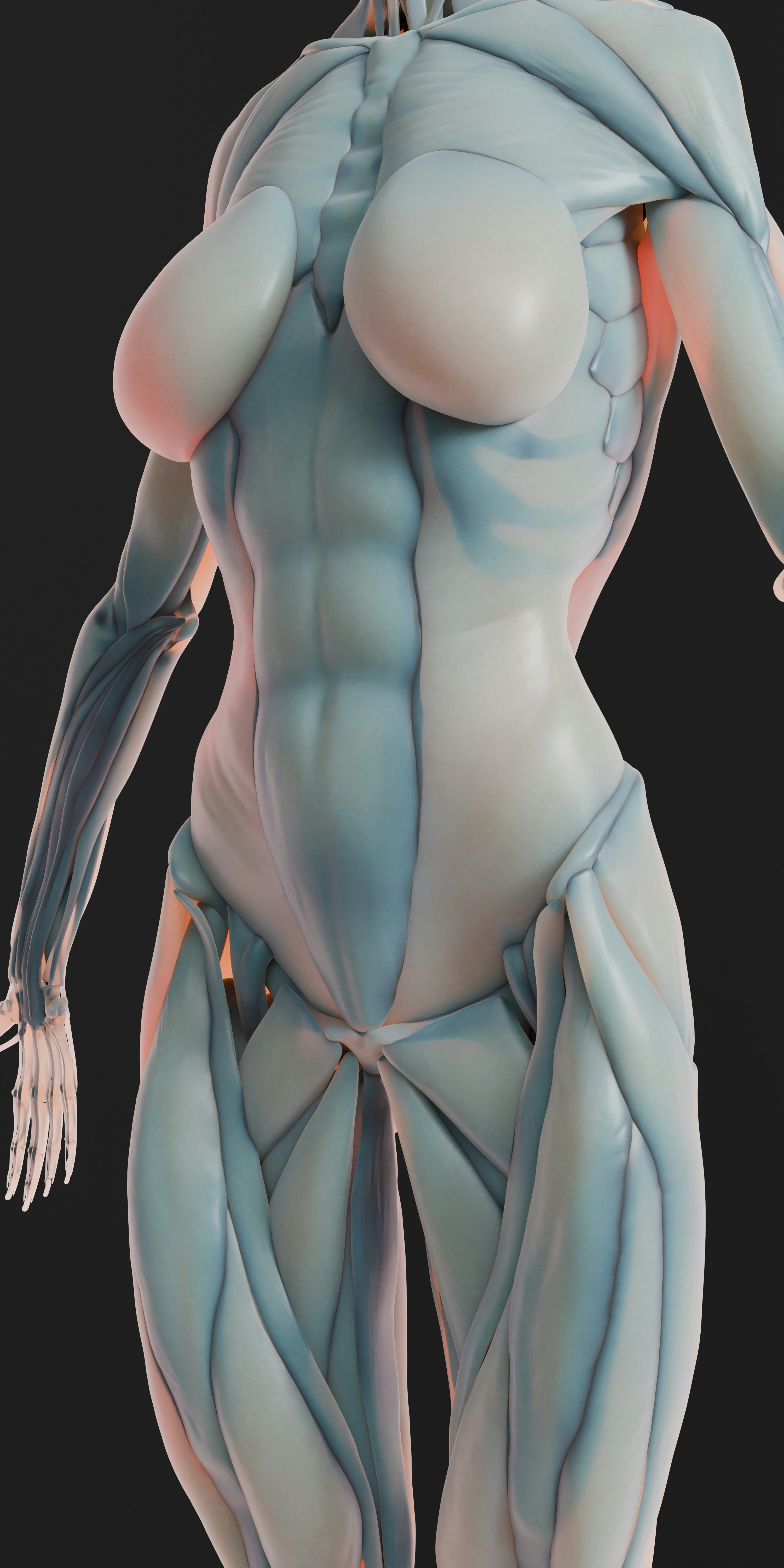 Anatomisches Modell eines weiblichen Oberkörpers und der Beine