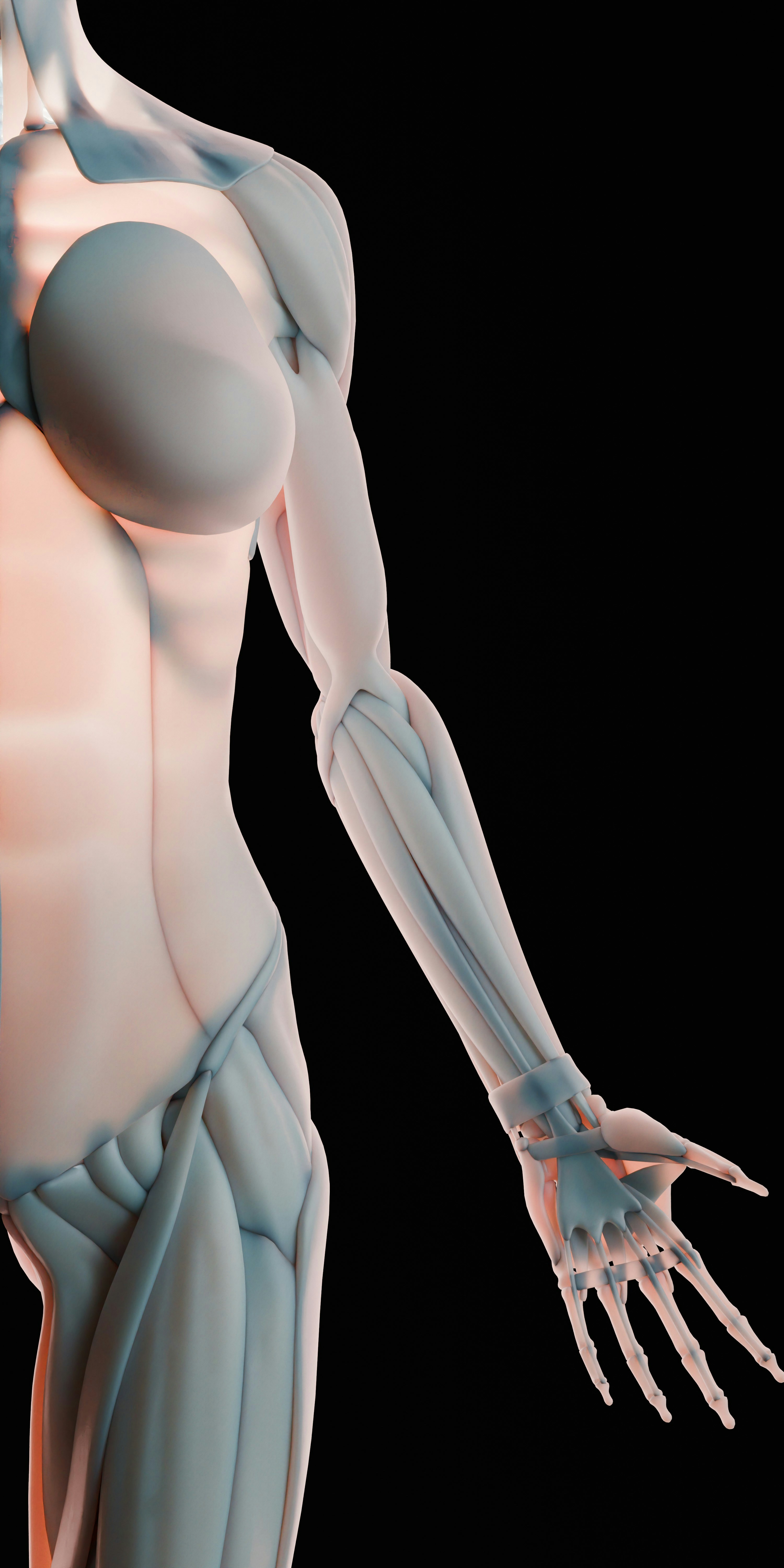 Anatomical rendering of human arm musculature and bones