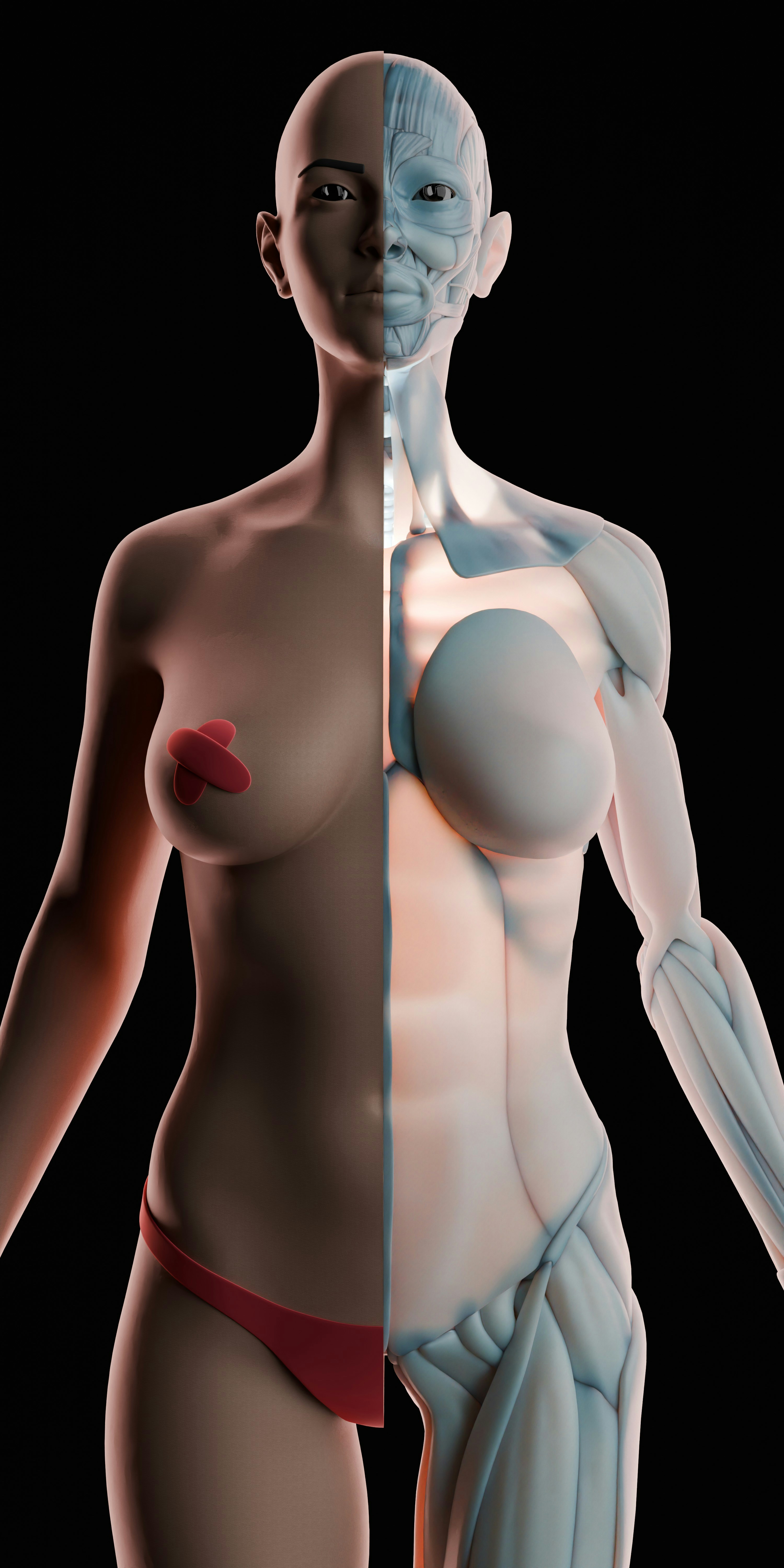 Vue anatomique du corps féminin, moitié peau, moitié musculature