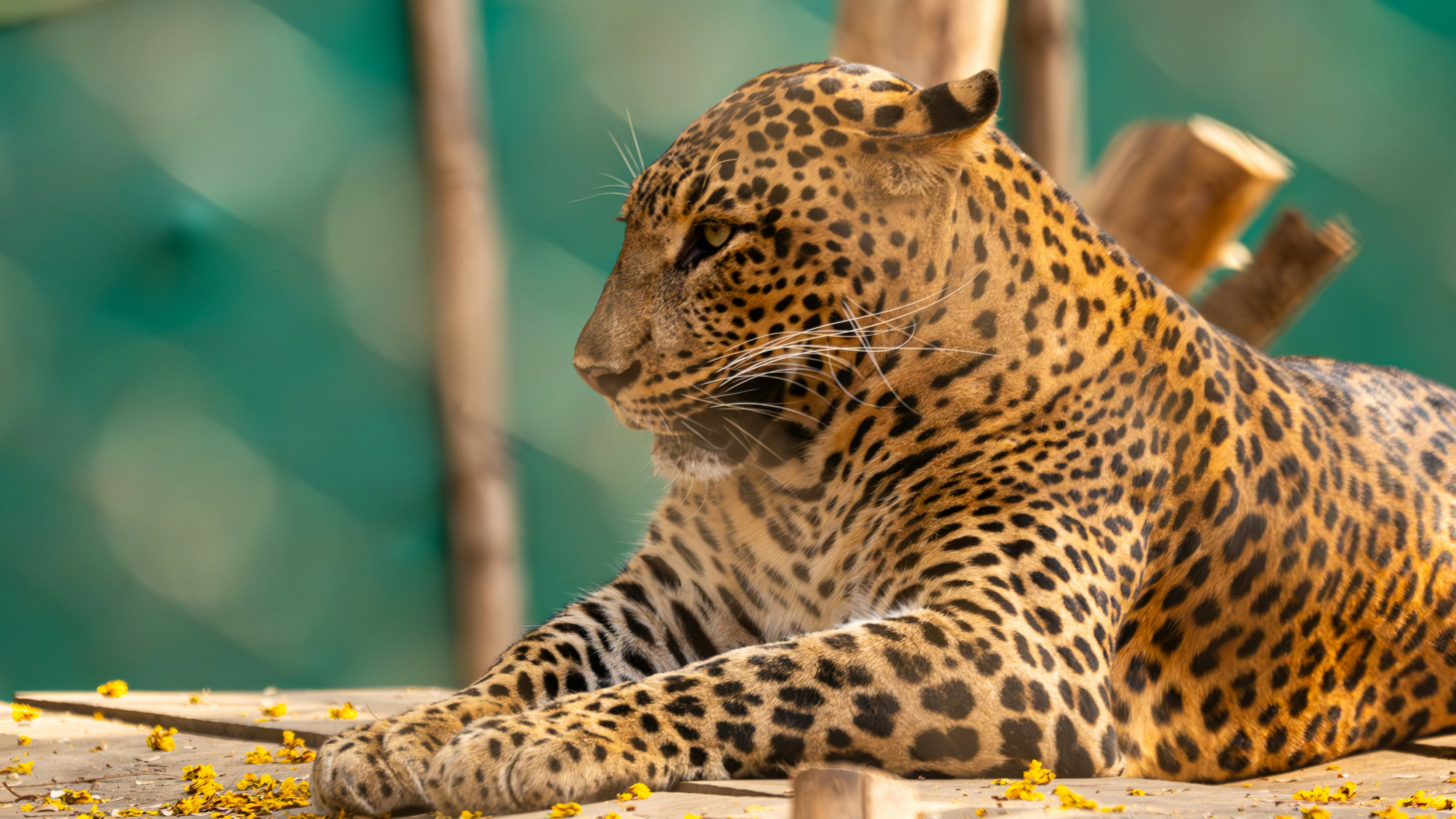 Photo by ashrafmohiuddin