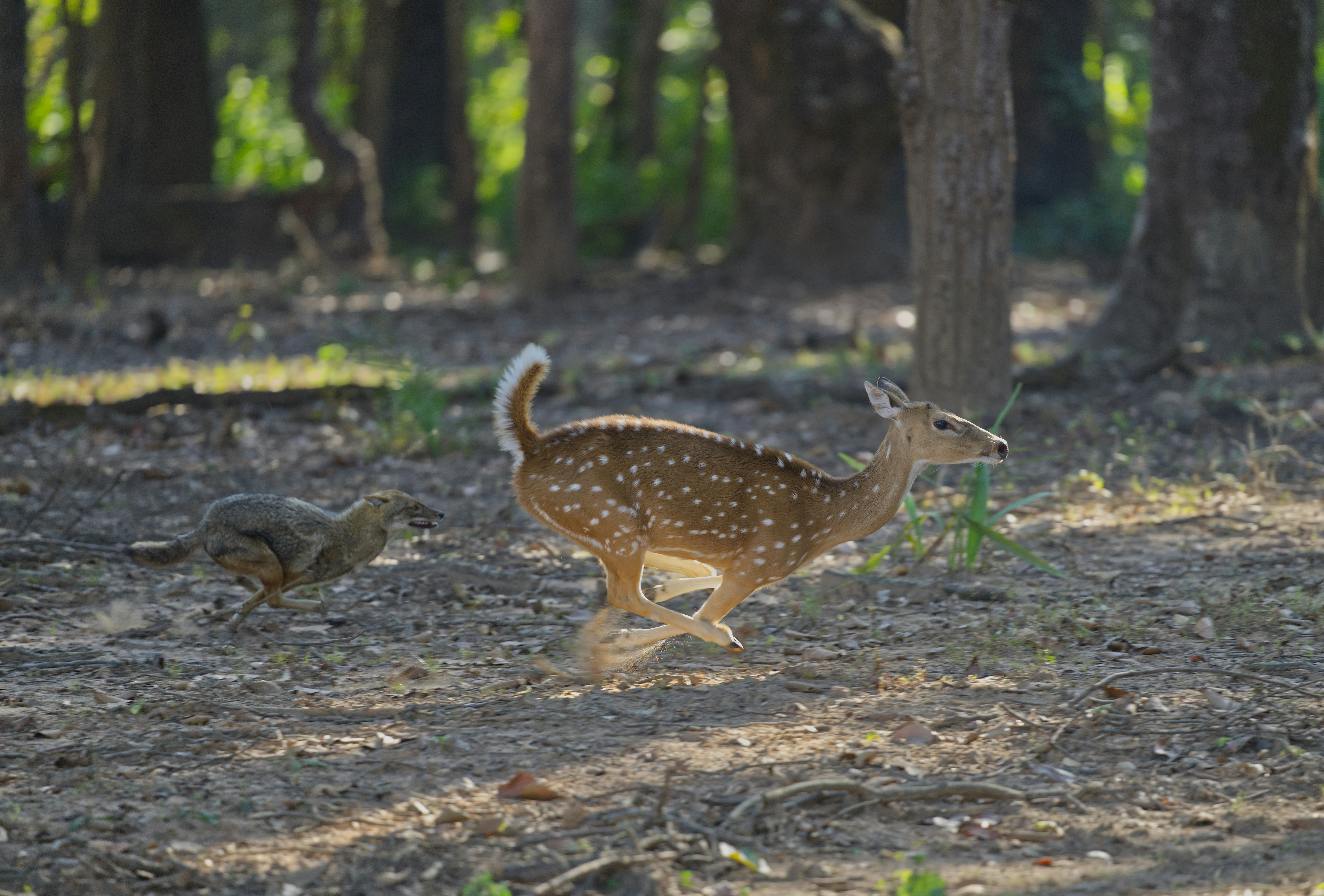 森の中の斑点鹿と鳥。