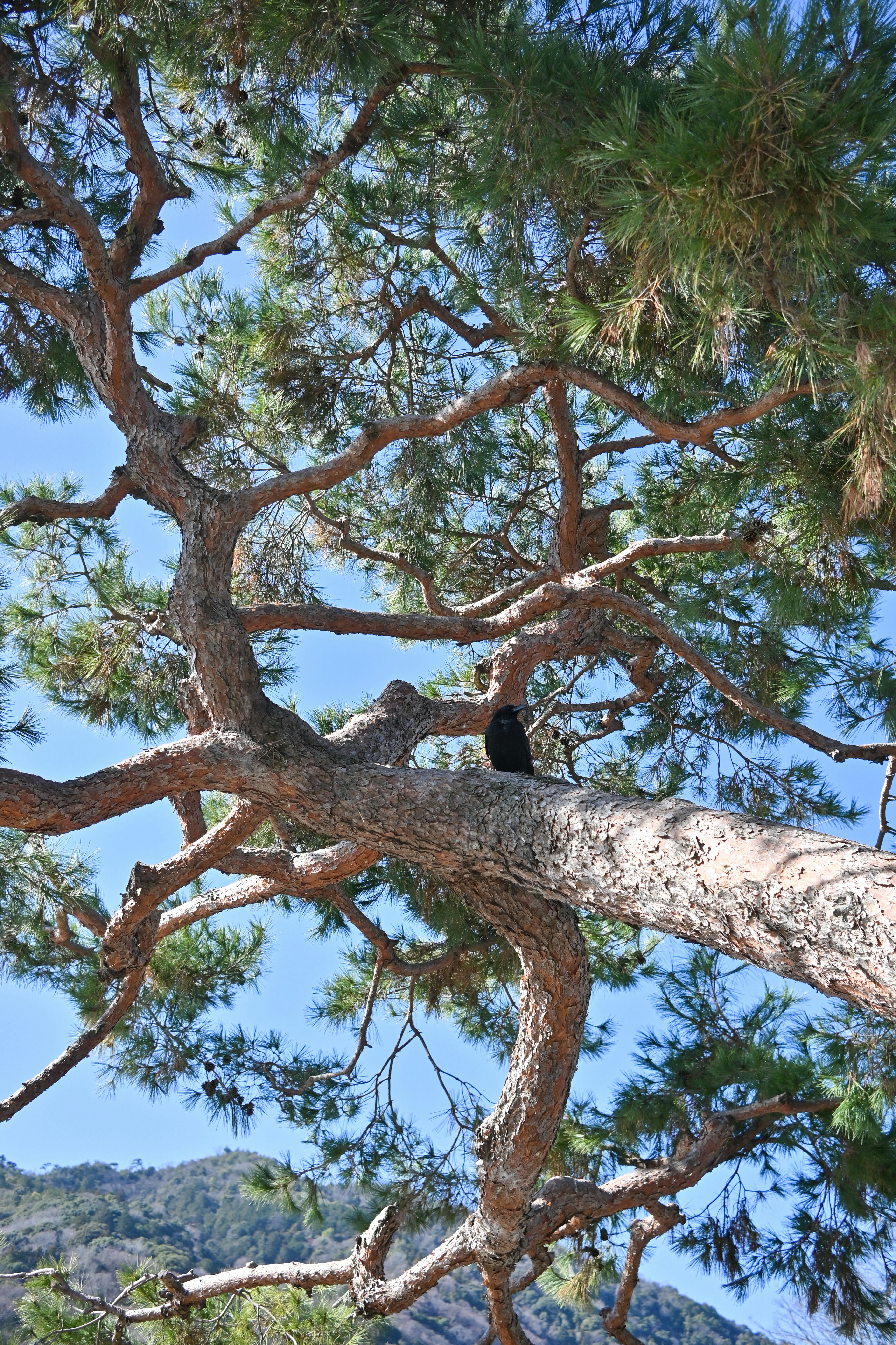 Photo by million_chopsticks