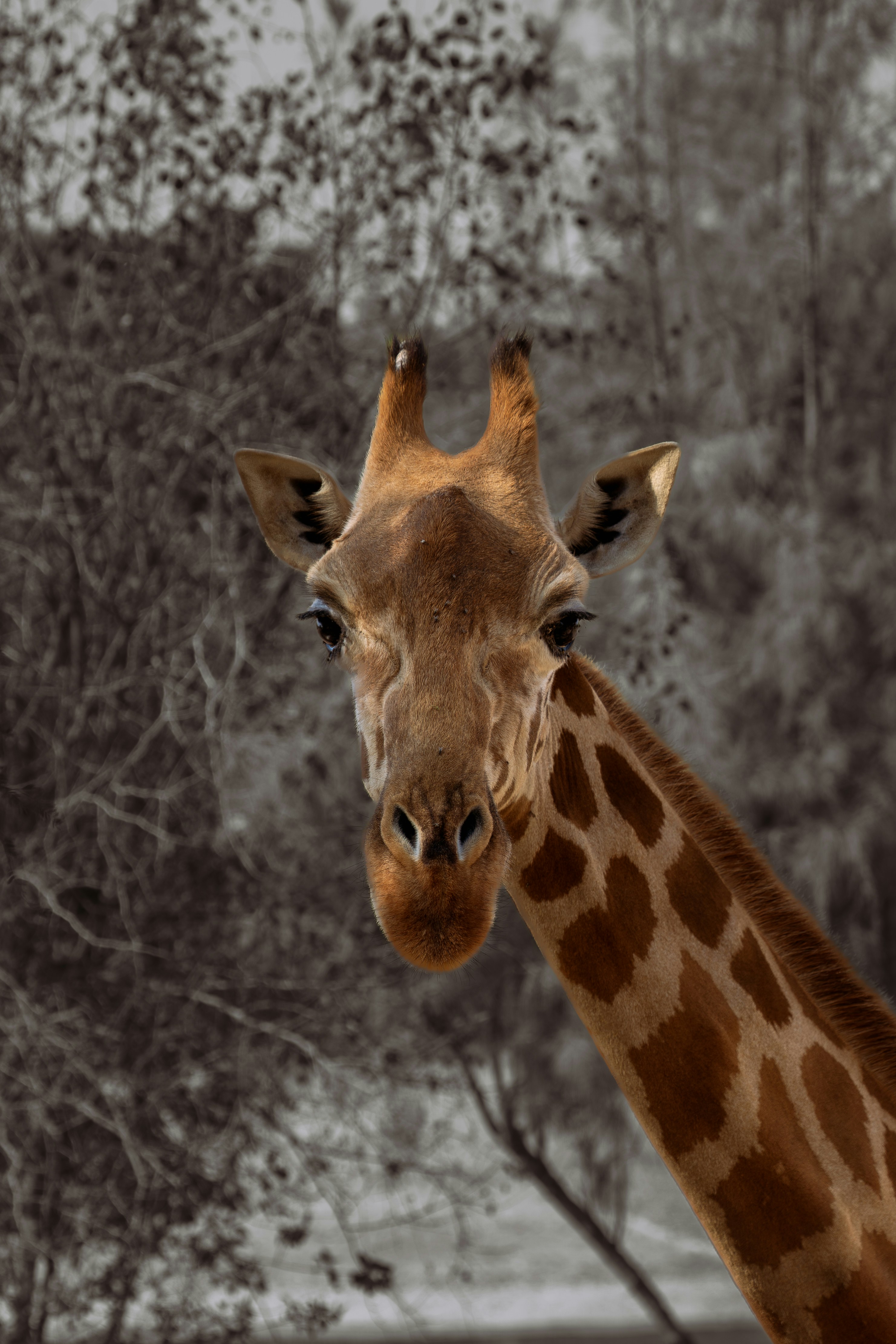 A close-up of a giraffe's head and neck.