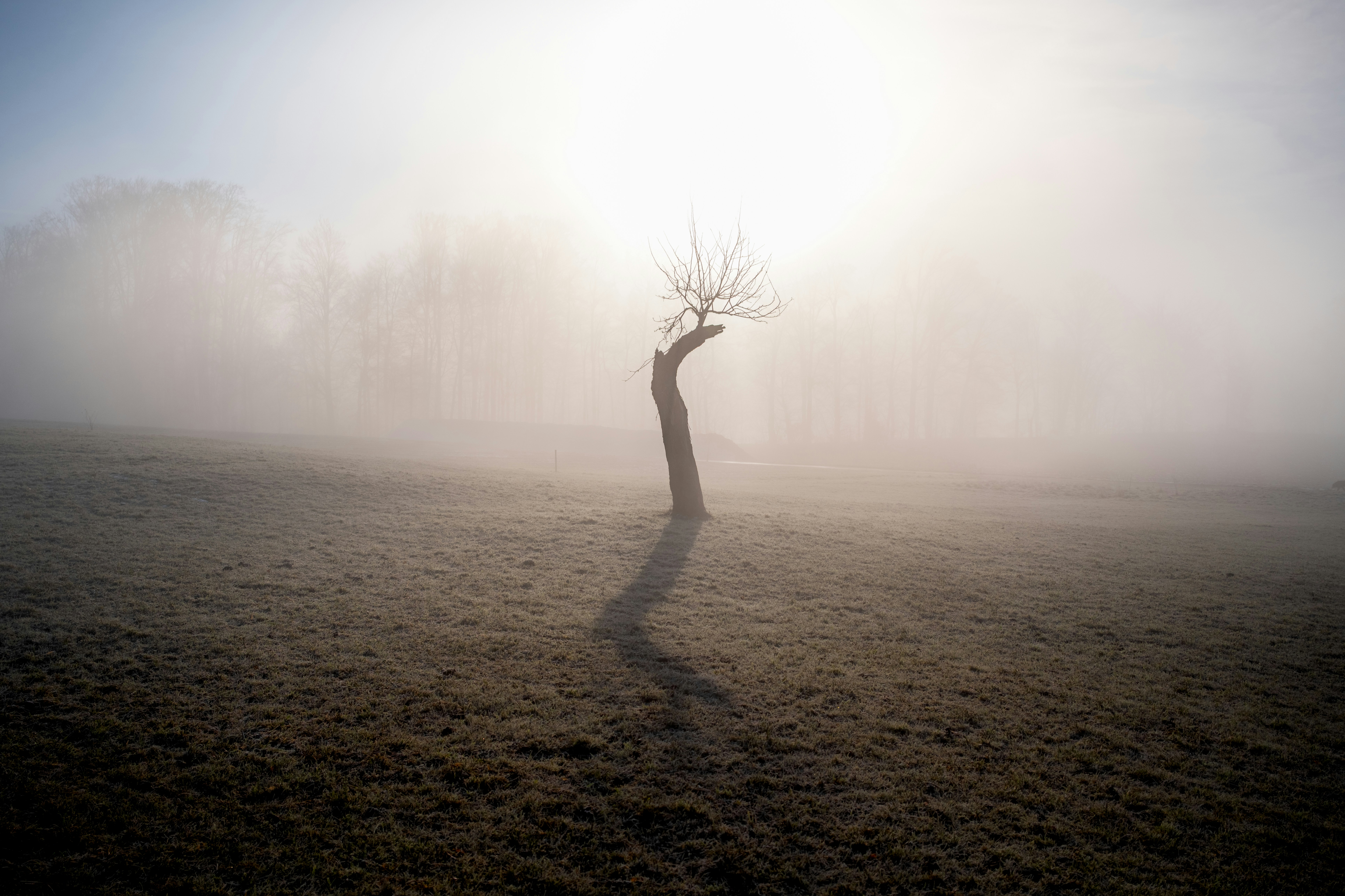 A lone tree stands in a foggy field at sunrise.