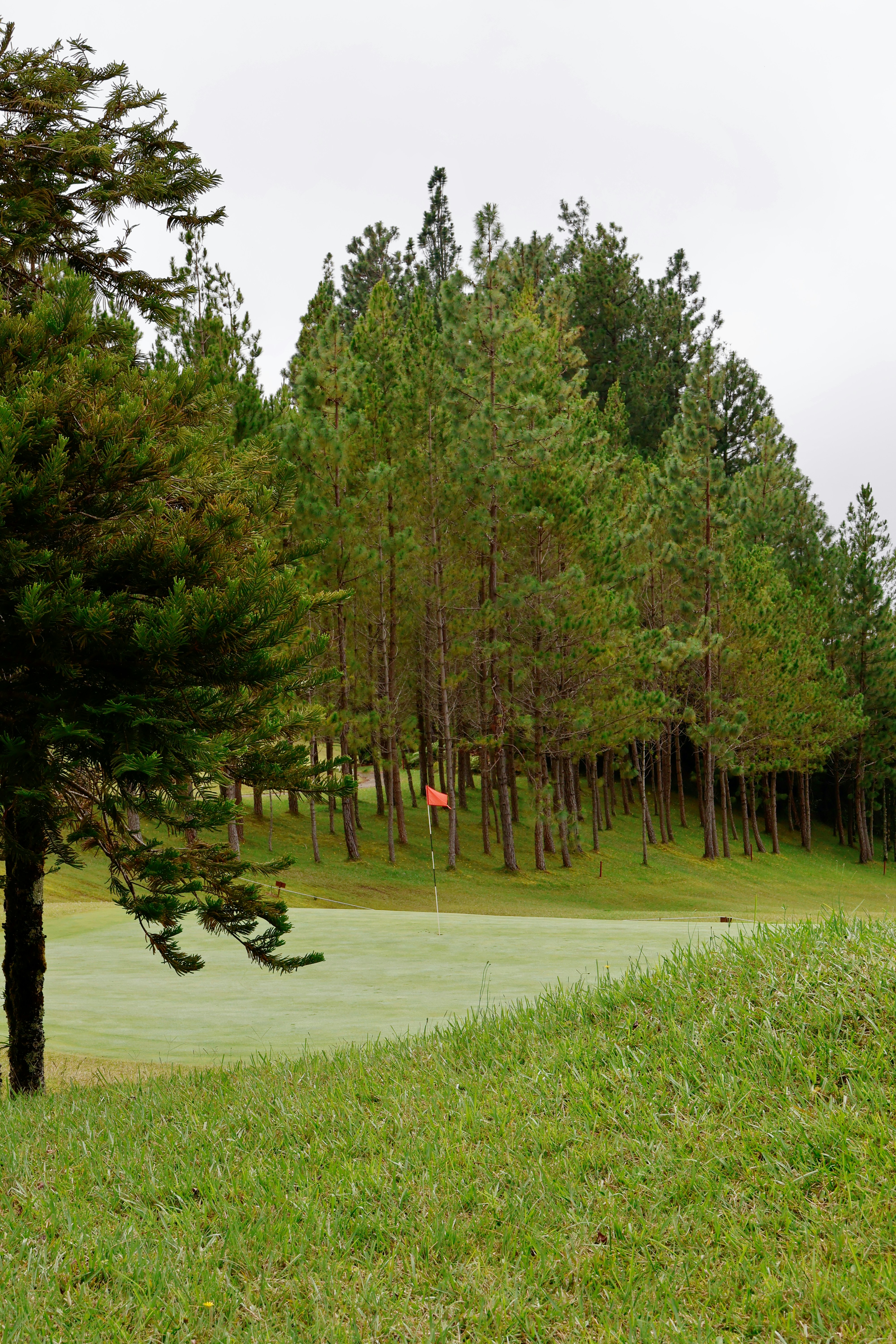 A golf course with pine trees and a flag.
