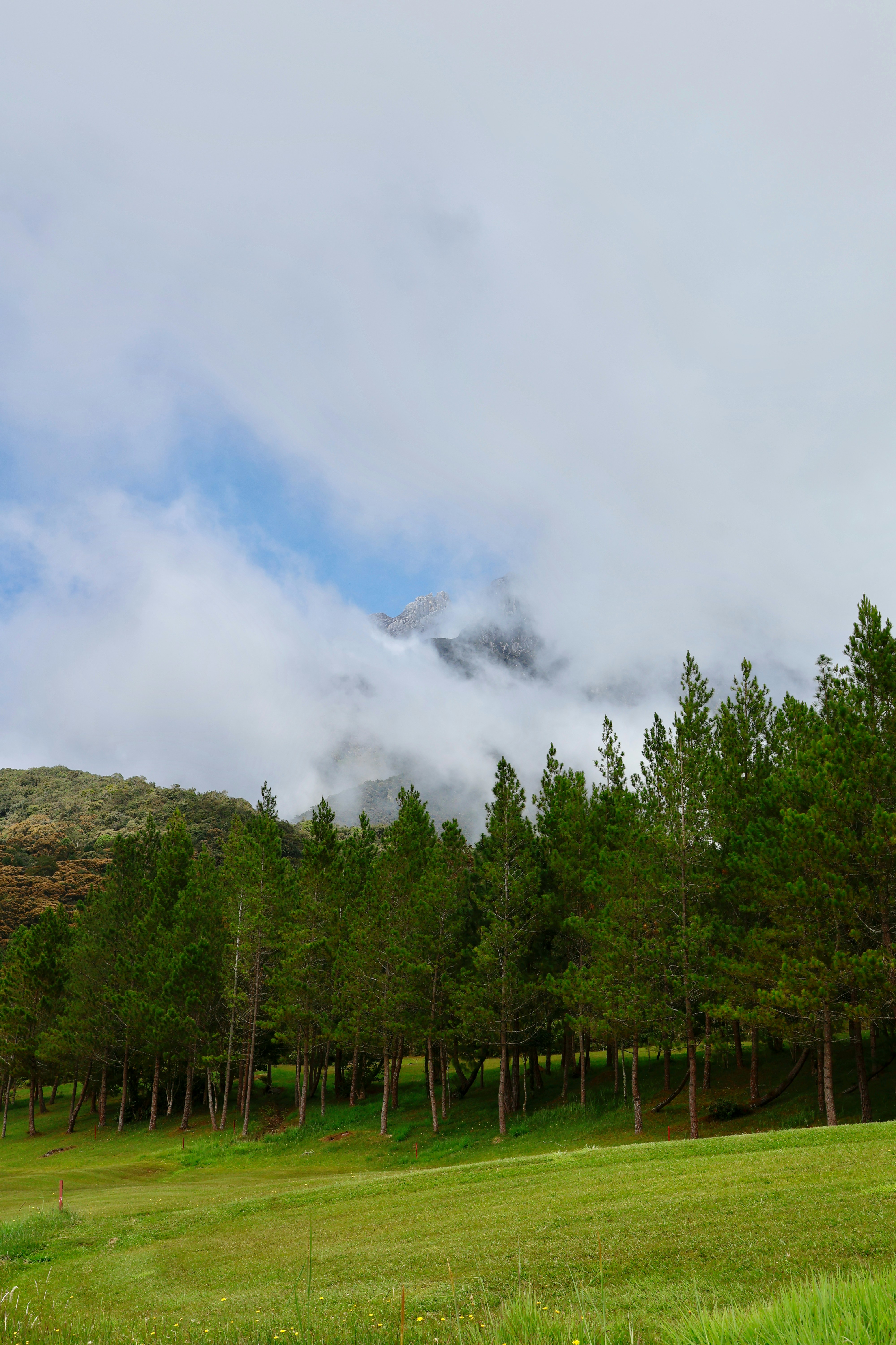 松の木が霧に包まれた山々の下の草原の丘に並んでいます。