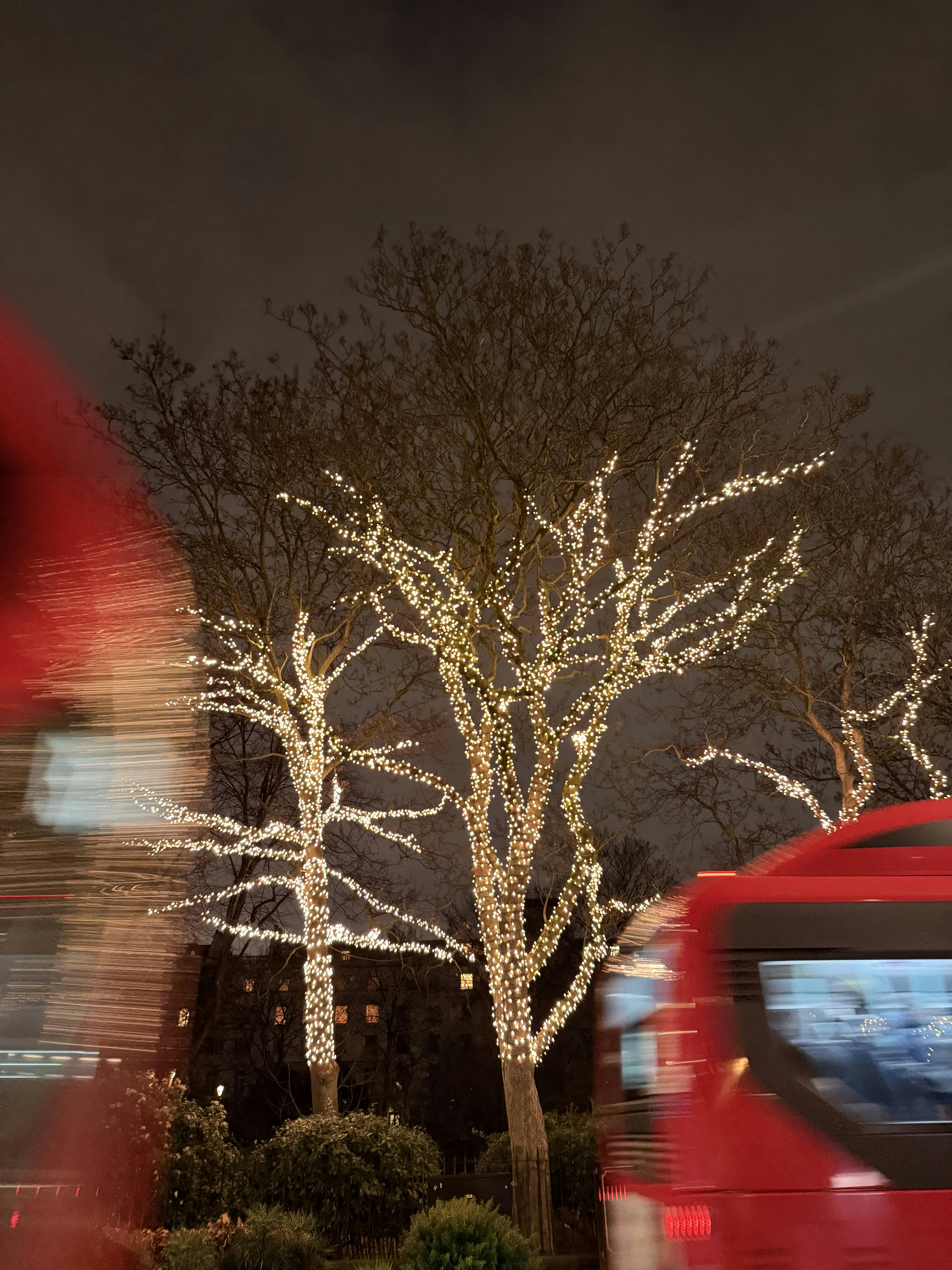 Trees wrapped in white lights at night.