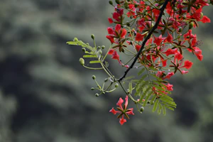 Pathanamthitta