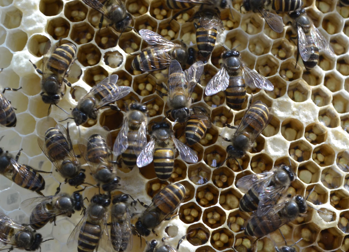Honey bees working on honeycomb