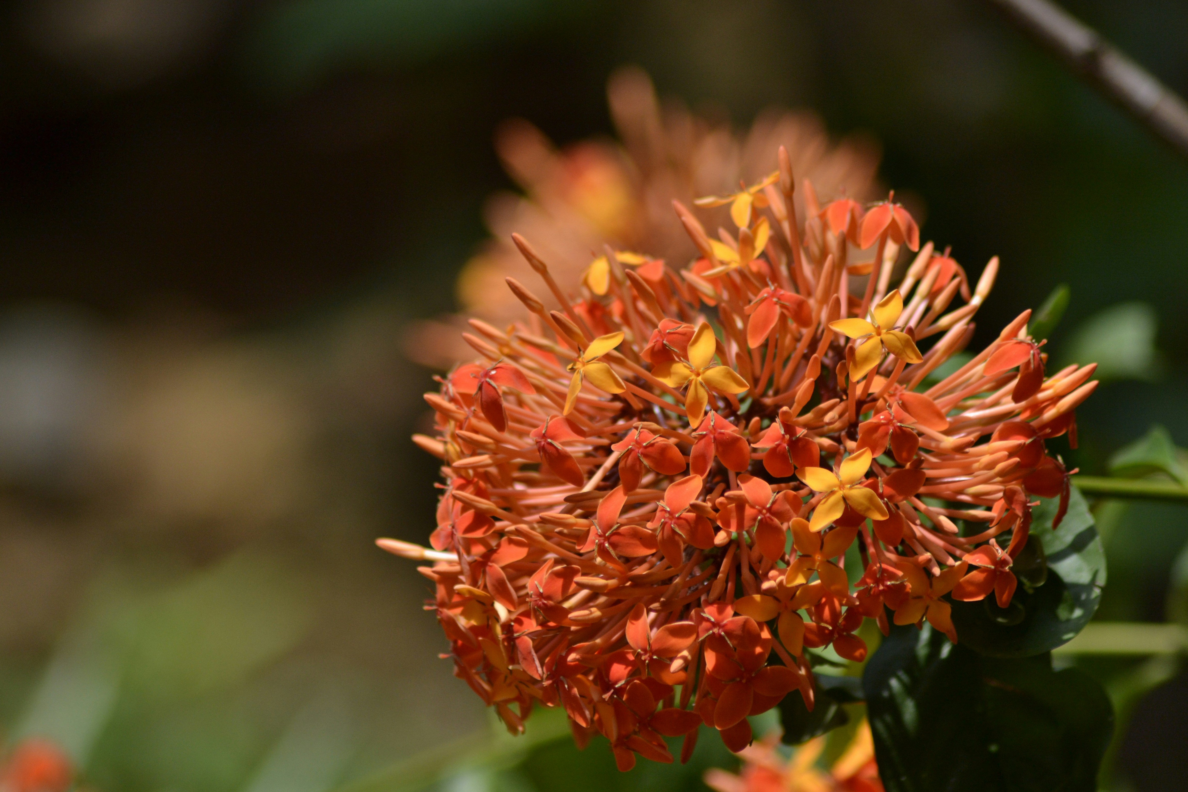 Photo by jibinsamuelphotography