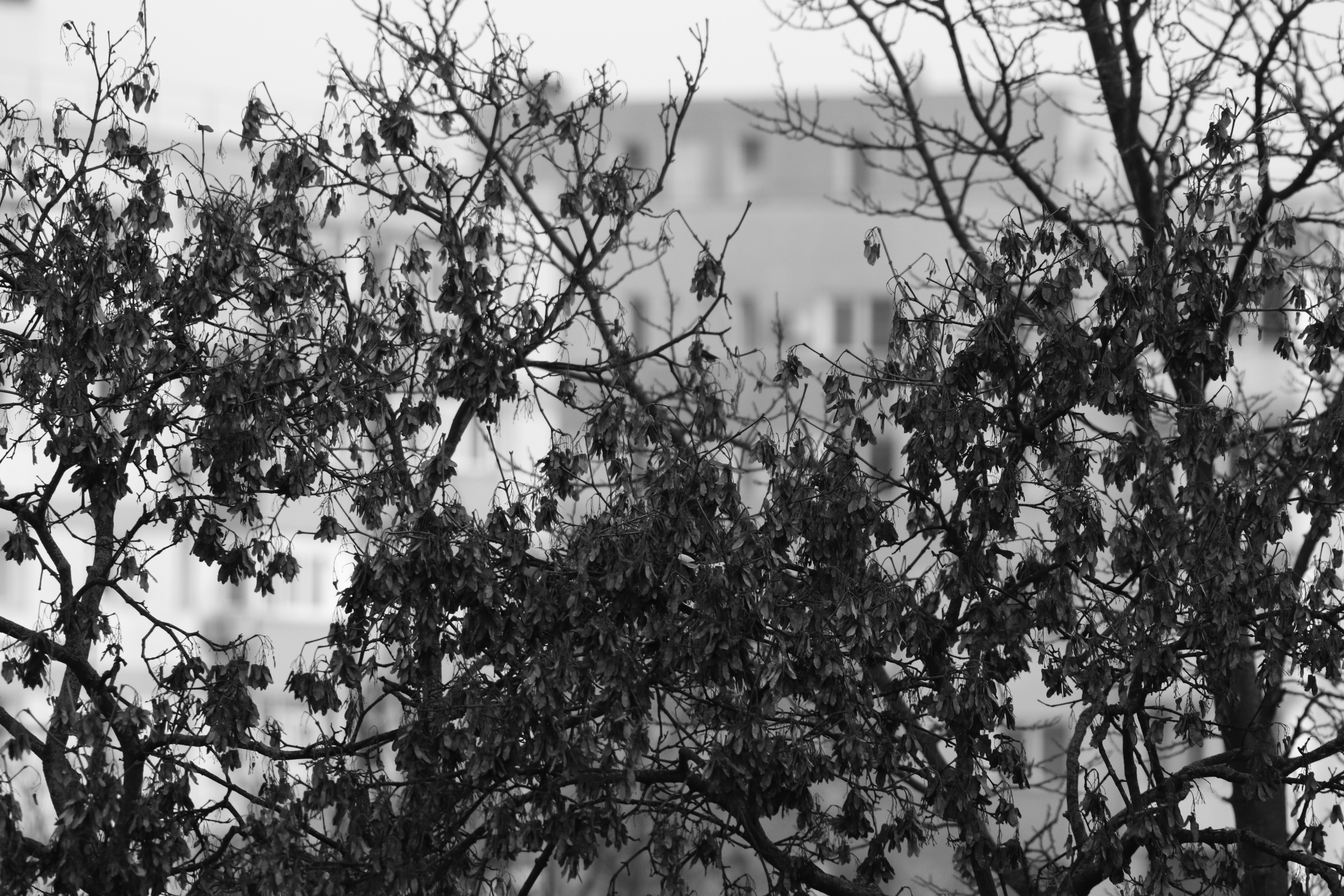 Bare tree branches with leaves against a building