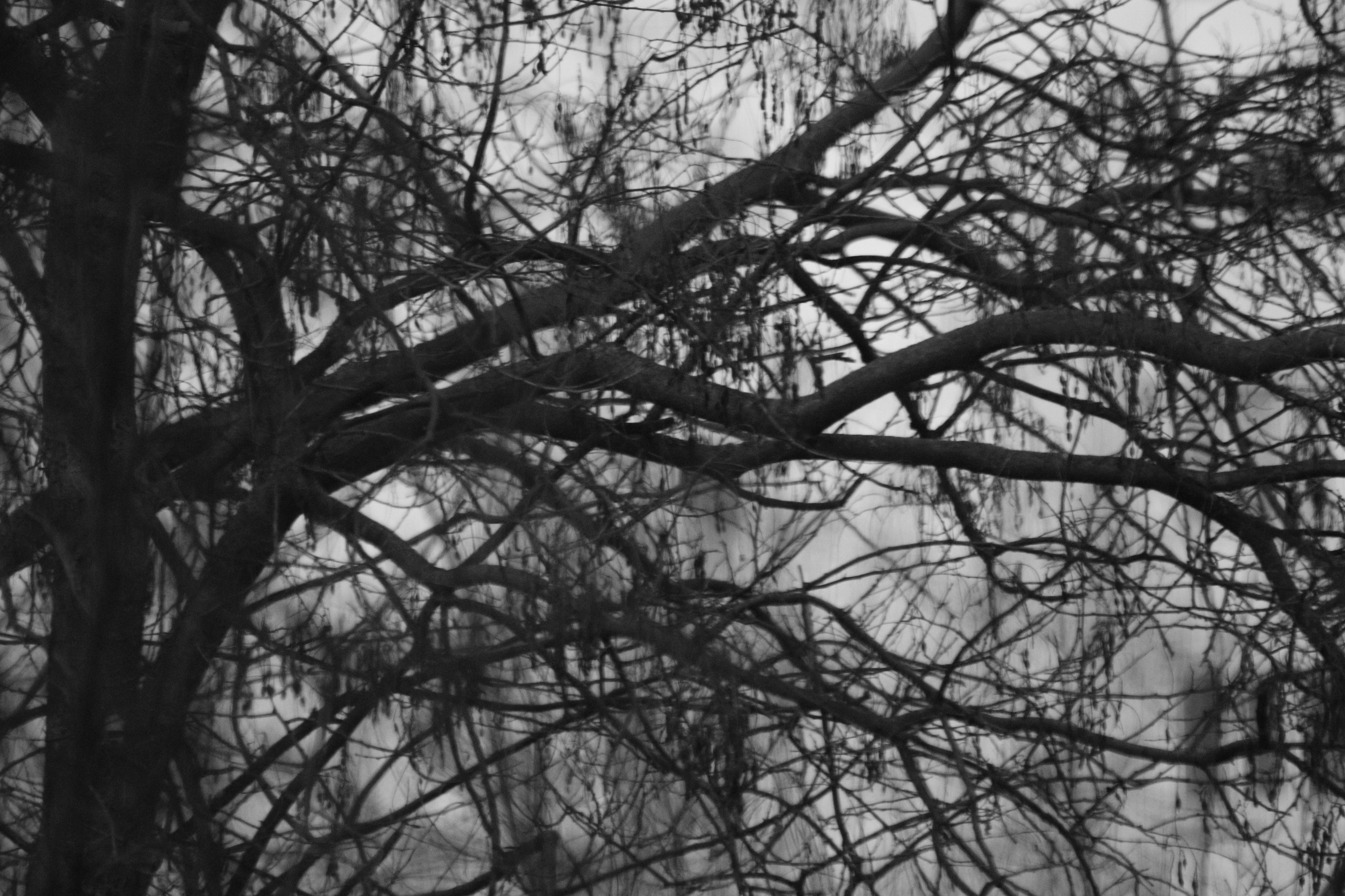 Bare tree branches against a cloudy sky
