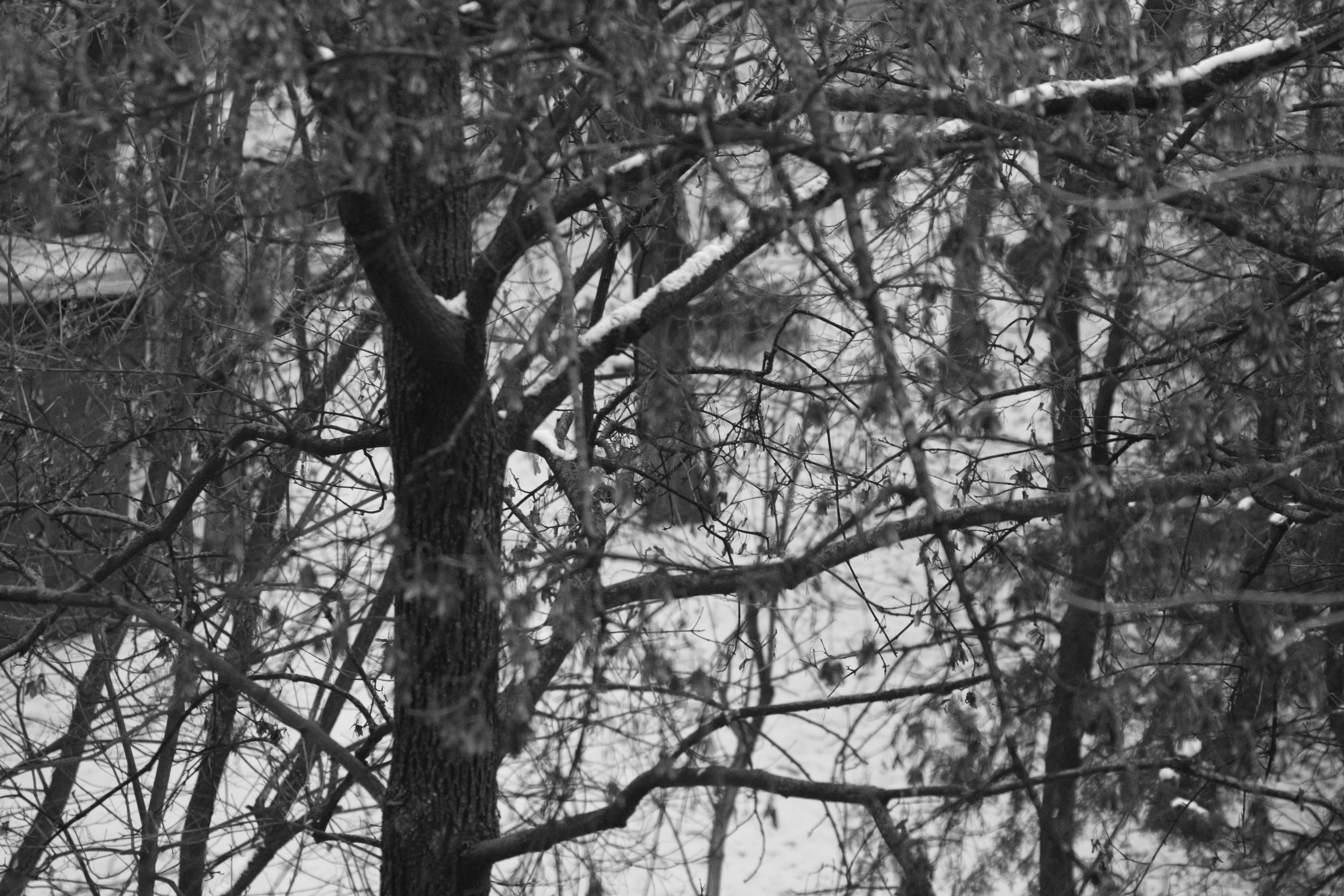 Bare tree branches covered in snow during winter.
