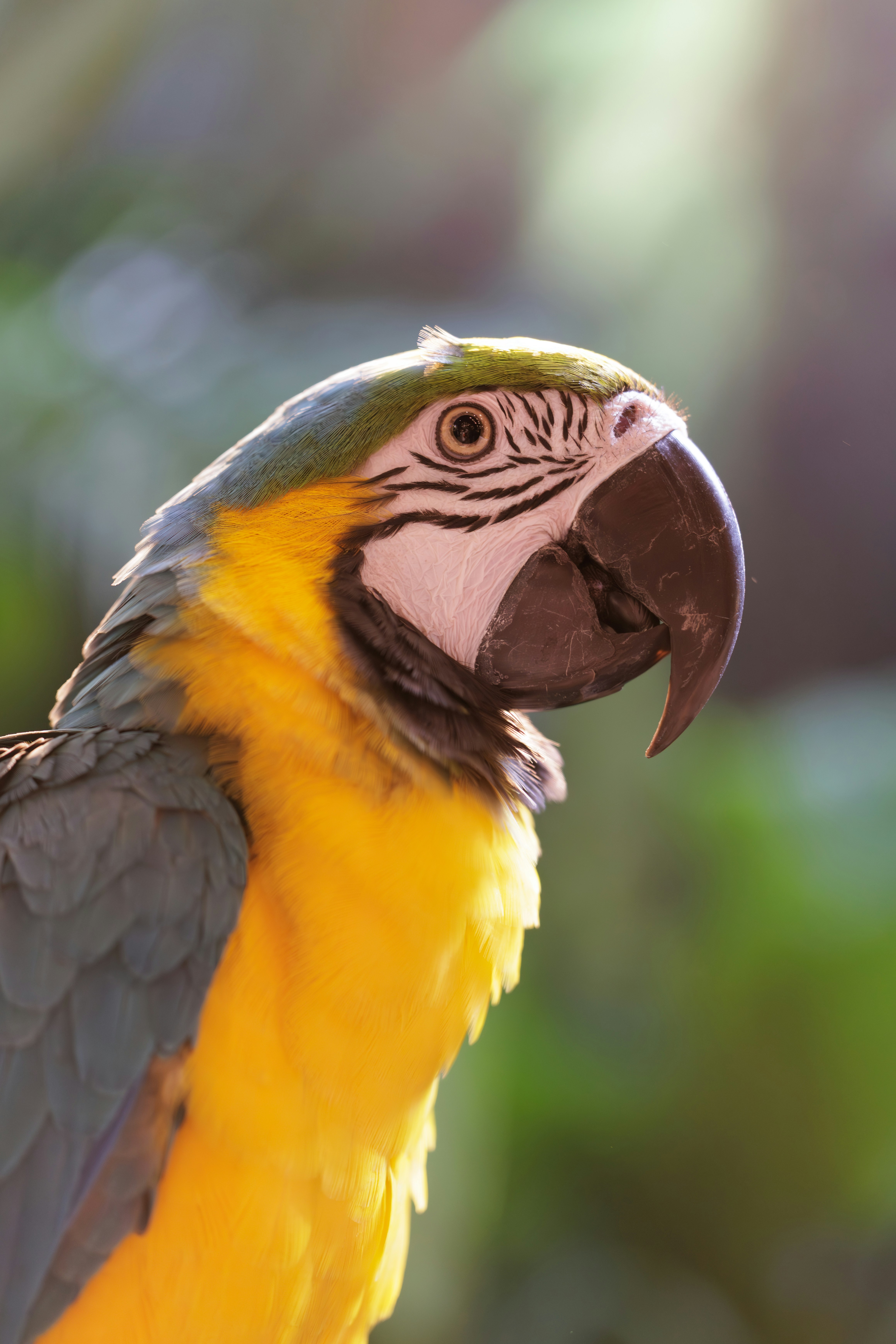 A close-up profile of a blue and yellow macaw parrot.