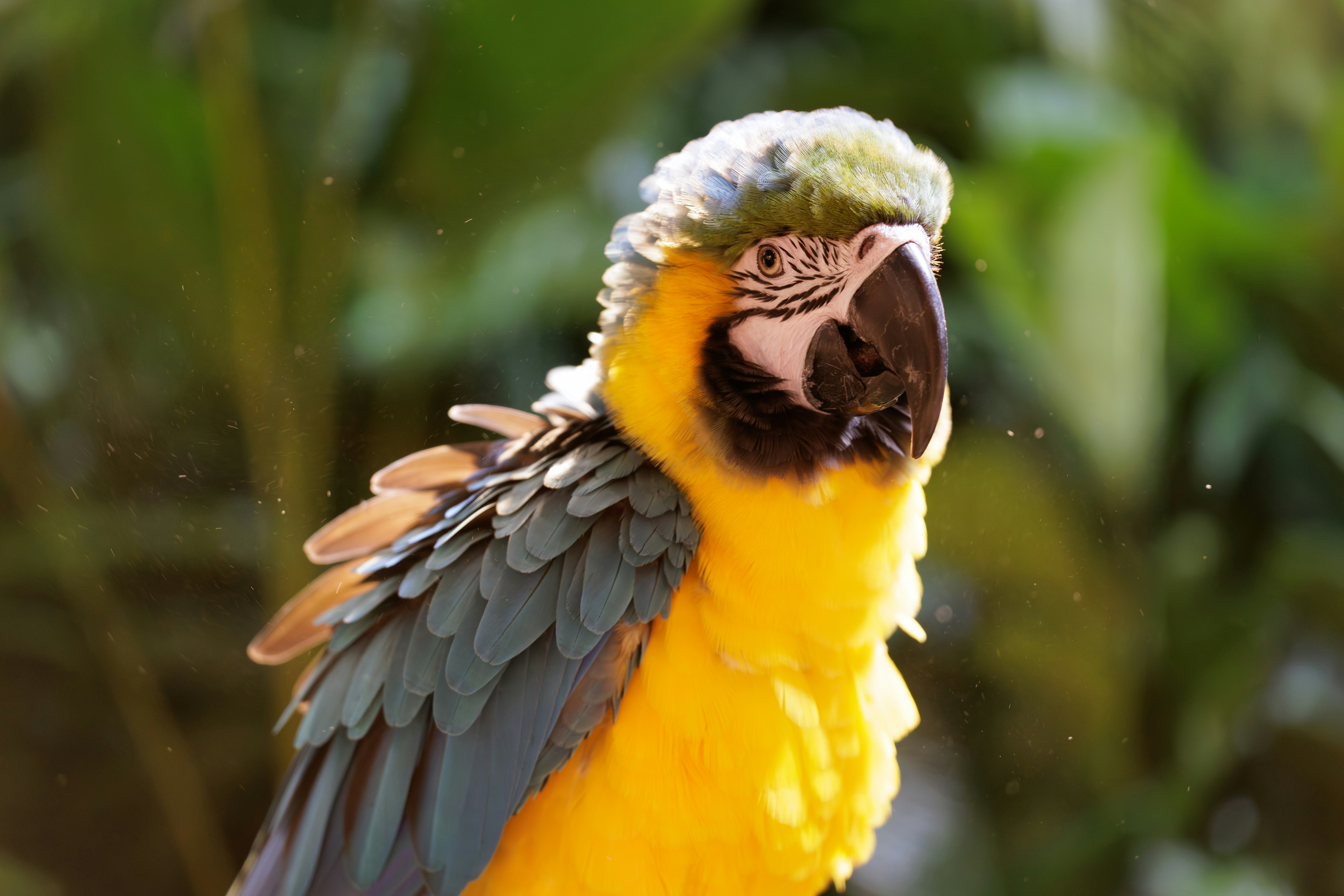 A colorful blue and yellow macaw parrot