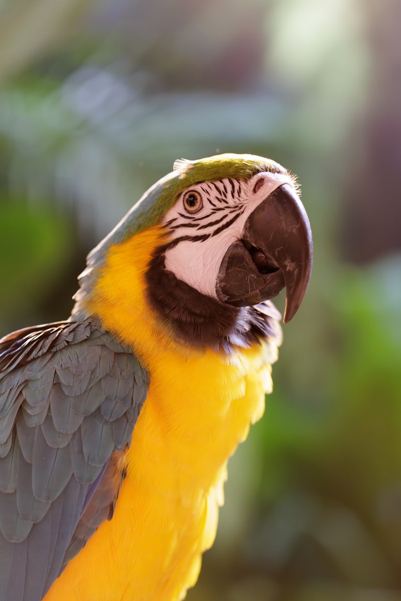 Colorful blue and yellow macaw parrot