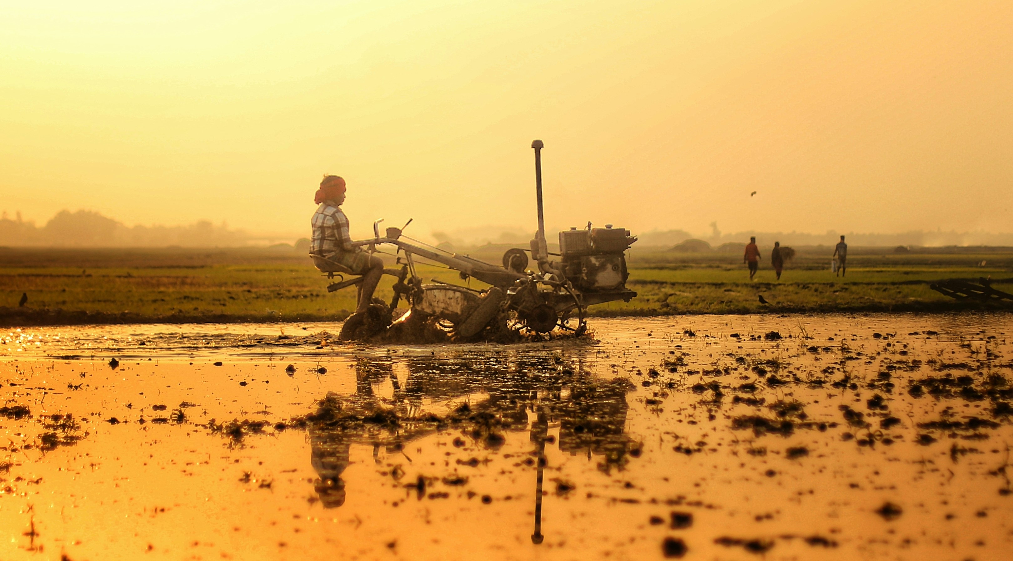 Farmer plowing a flooded rice field at sunset.
